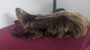 New Excellent Adult crawling Sloth Taxidermy Table Mount Full Body