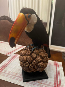 Museum Quality Real Toco Toucan Taxidermy Mount Beautiful Colors