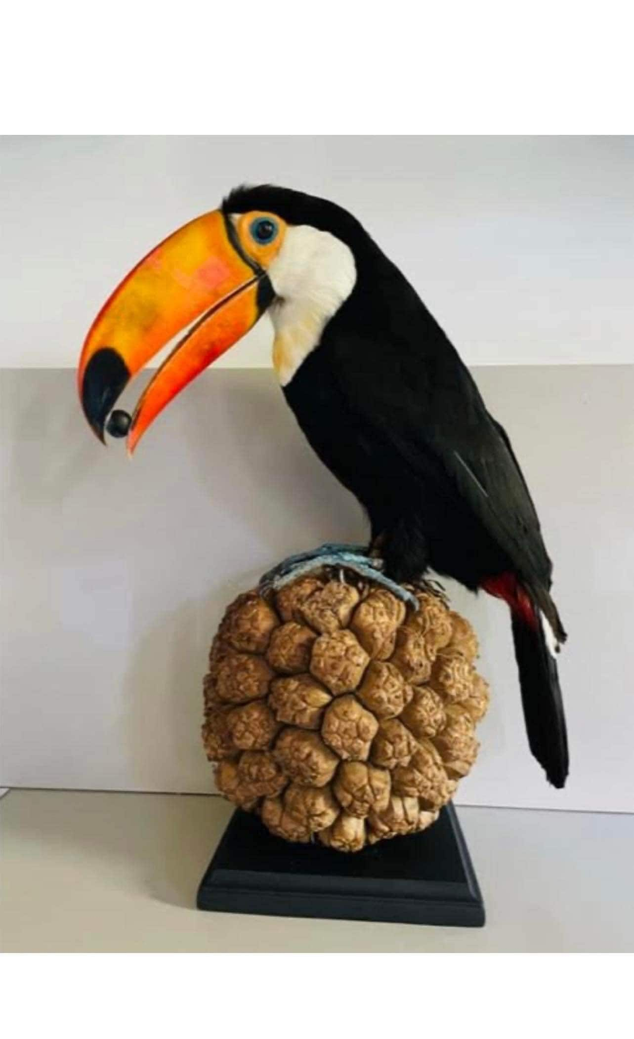 Museum Quality Real Toco Toucan Taxidermy Mount Beautiful Colors