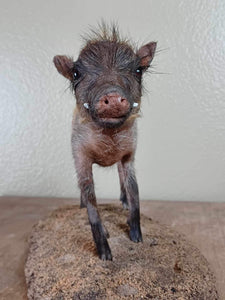 Baby warthog Taxidermy Mount pig