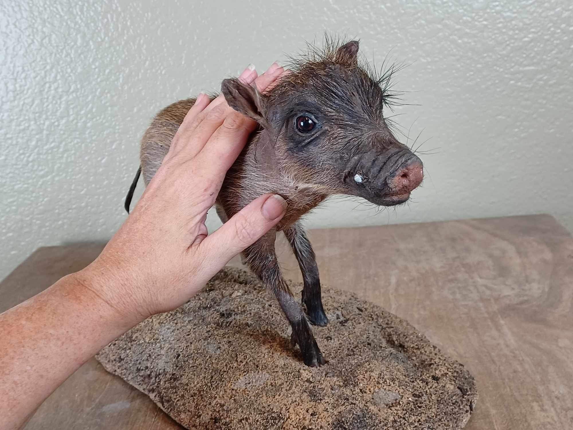 Baby warthog Taxidermy Mount pig