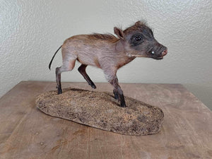 Baby warthog Taxidermy Mount pig