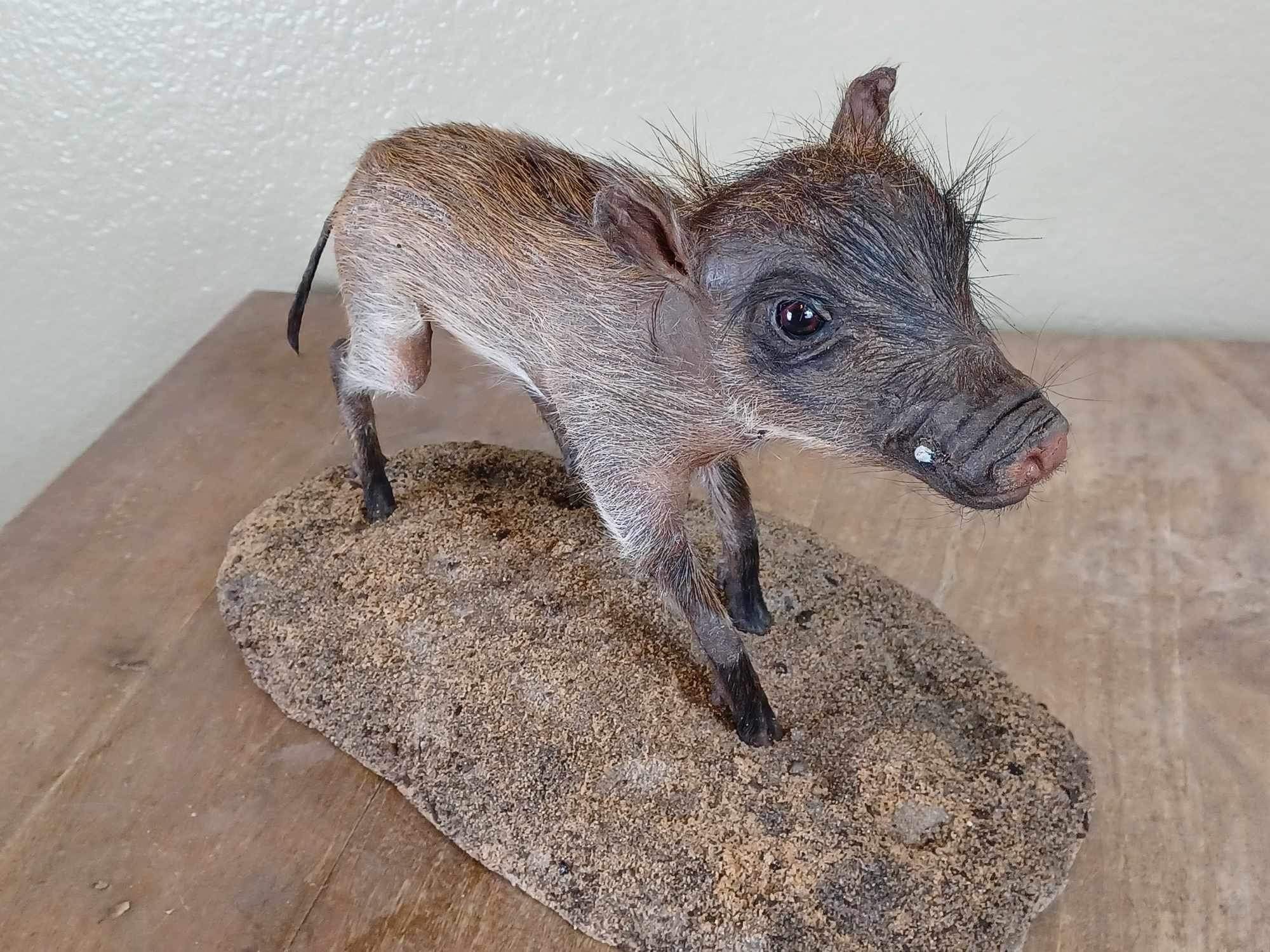 Baby warthog Taxidermy Mount pig