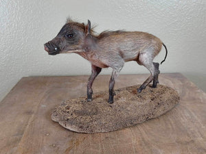 Baby warthog Taxidermy Mount pig