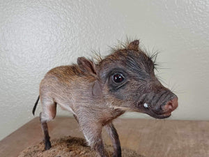 Baby warthog Taxidermy Mount pig