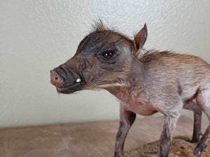 Baby warthog Taxidermy Mount pig