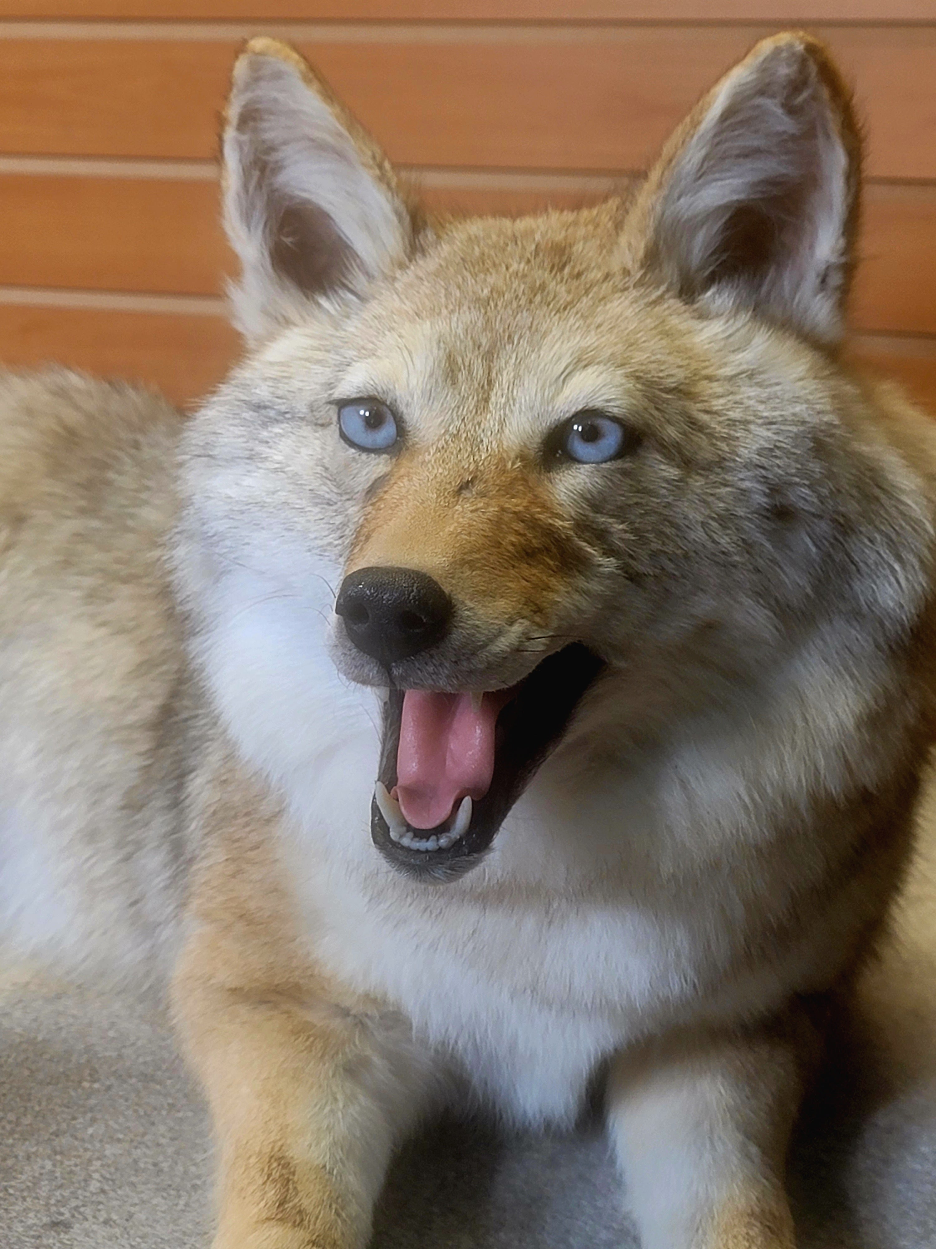 FHCOY306- Semi Posable Coyote Softmount Taxidermy