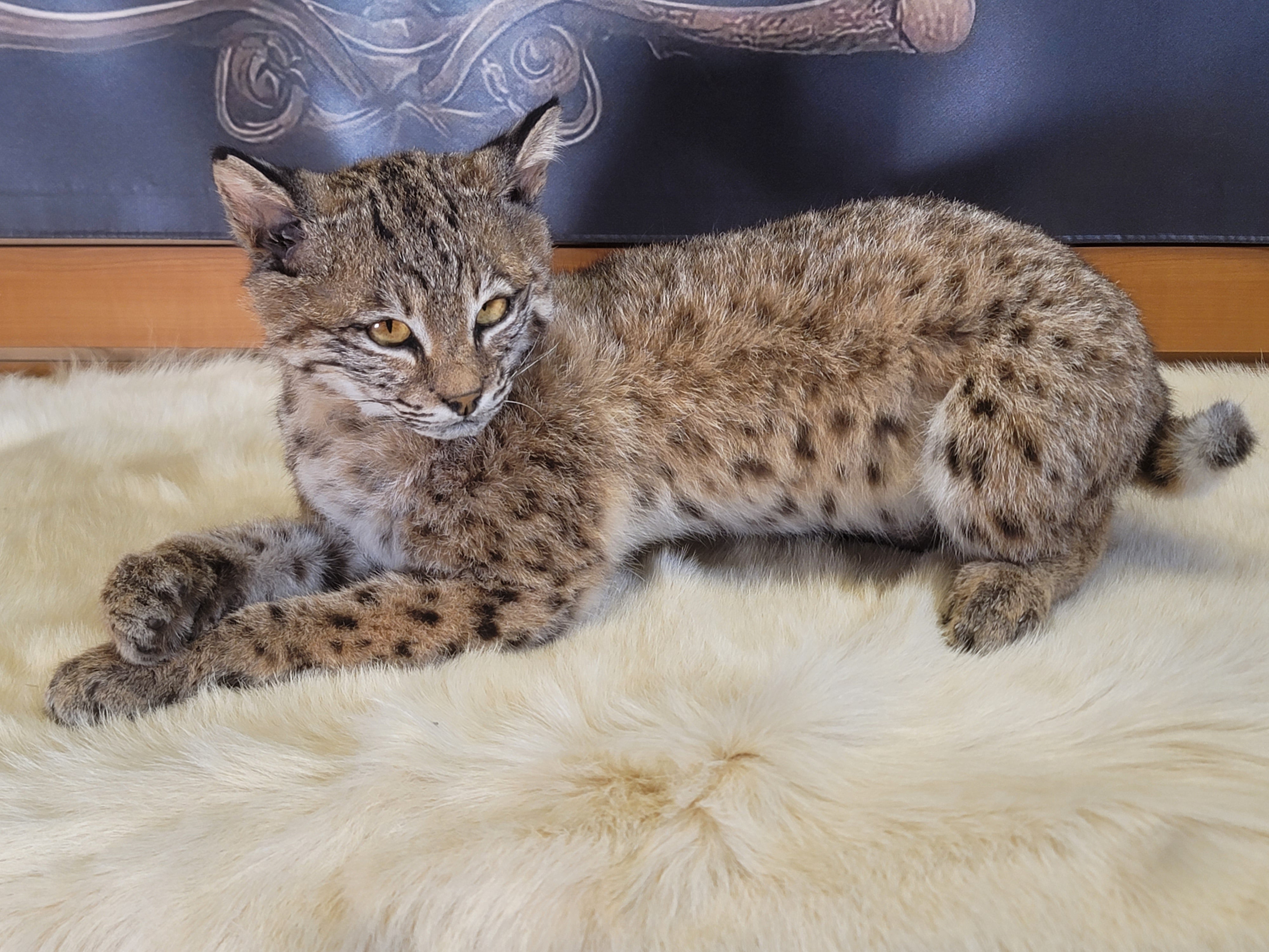 FHBOB300- Young Bobcat Taxidermy Mount