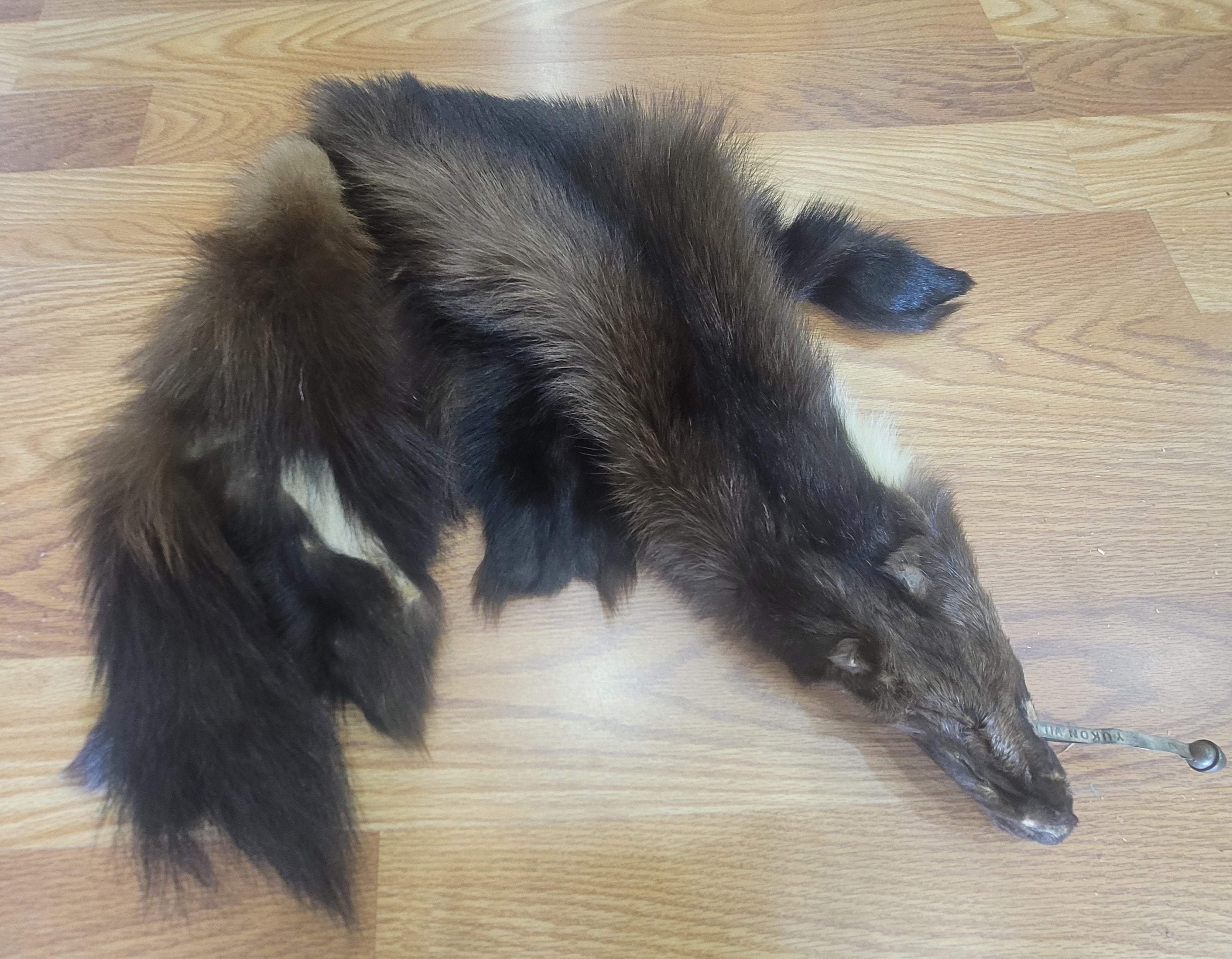 FHWVL300 - Wolverine Pelt Taxidermy