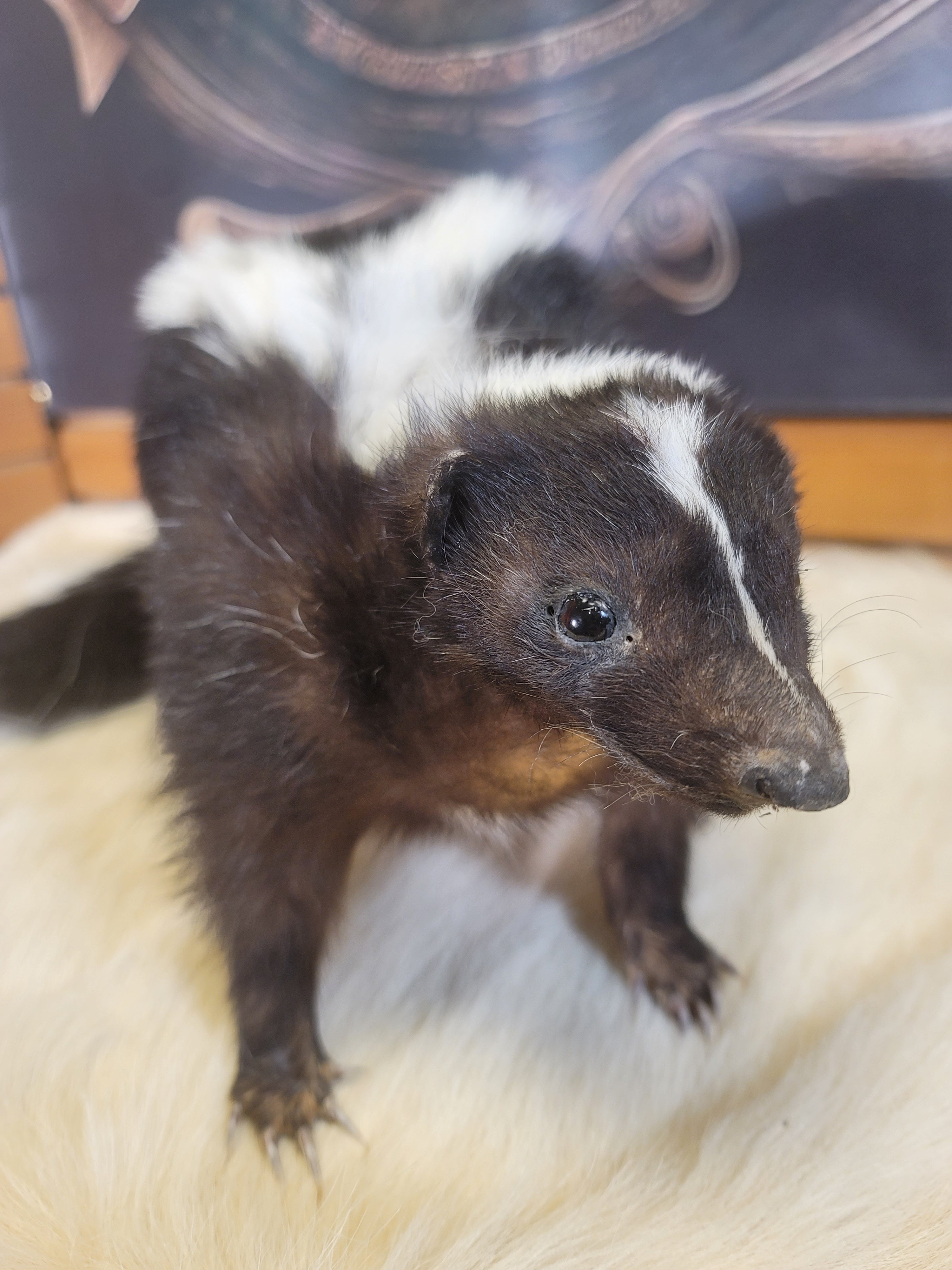 FHSKU303- Skunk Taxidermy Mount