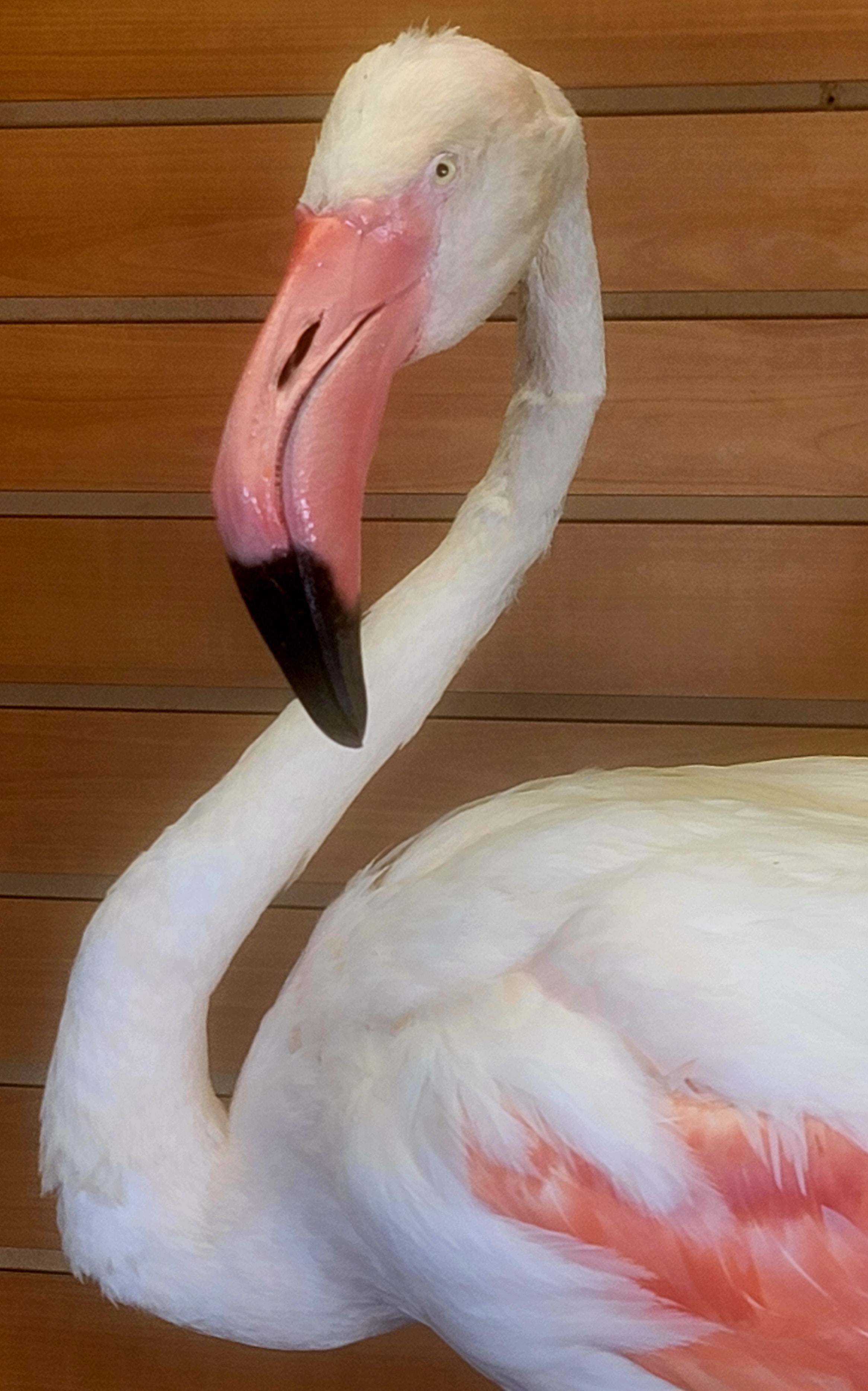 FHFLA300- Chilean Flamingo Lifesize Taxidermy Mount