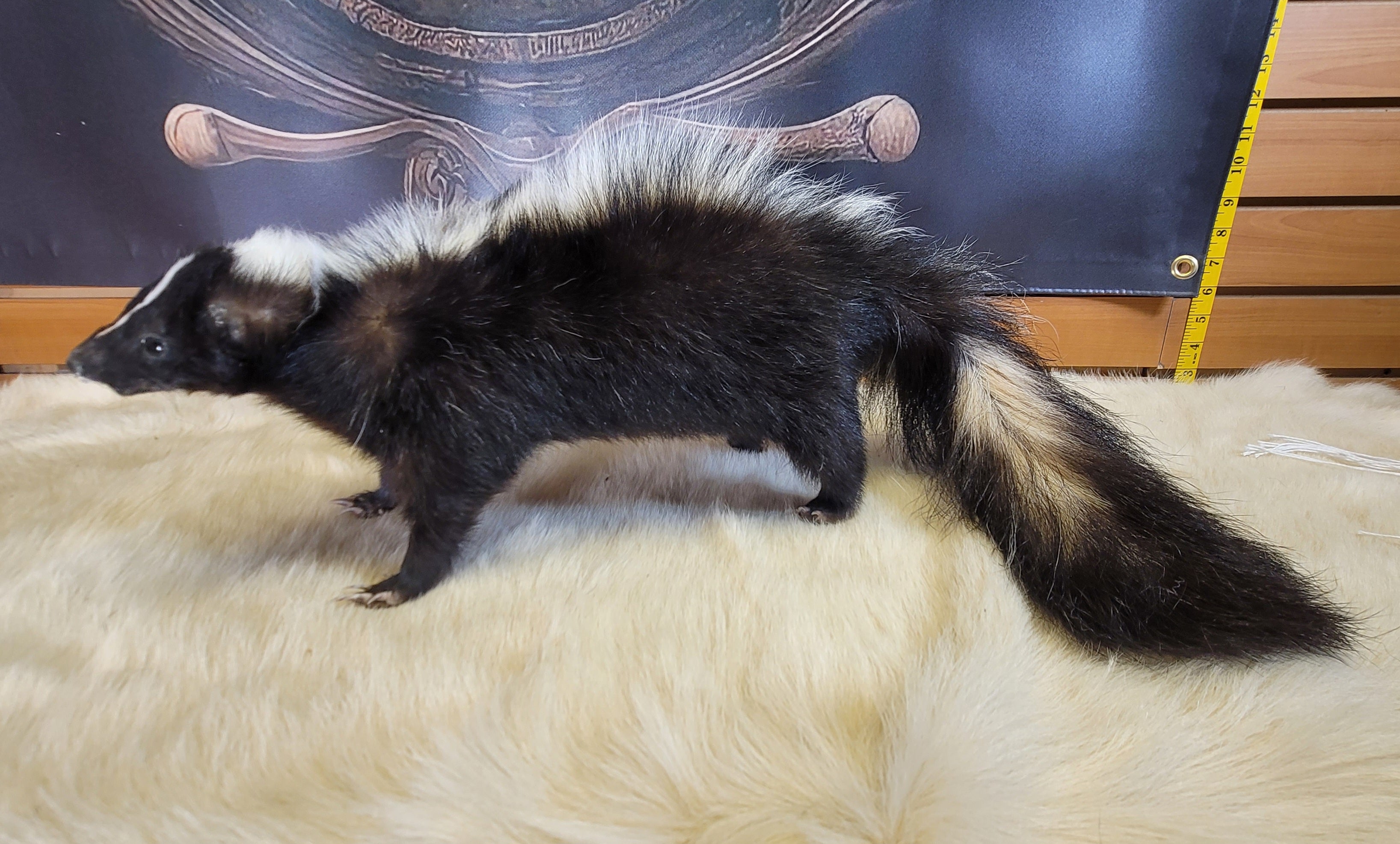 FHSKU305- Skunk Taxidermy Mount