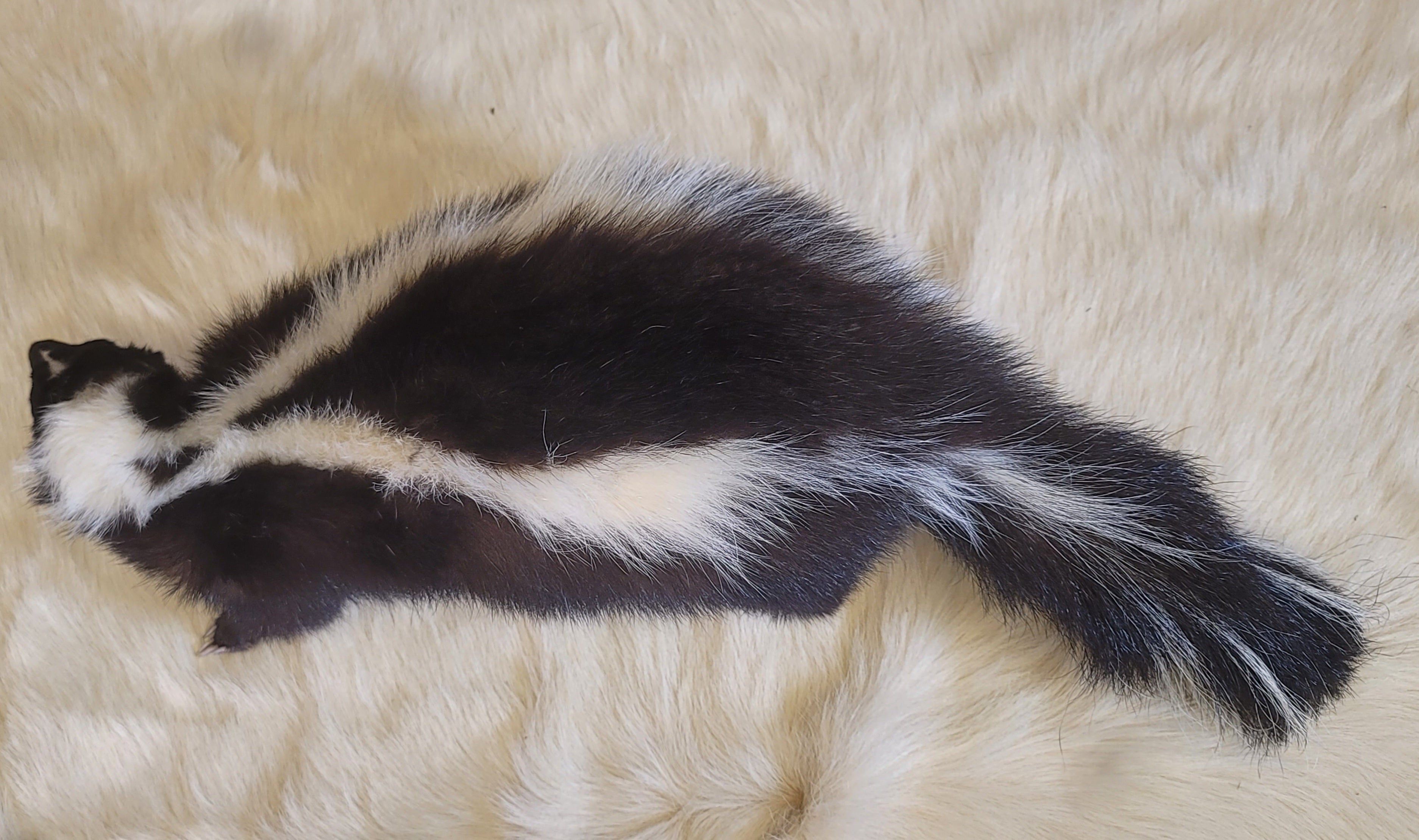 FHSKU301- Skunk Taxidermy Mount