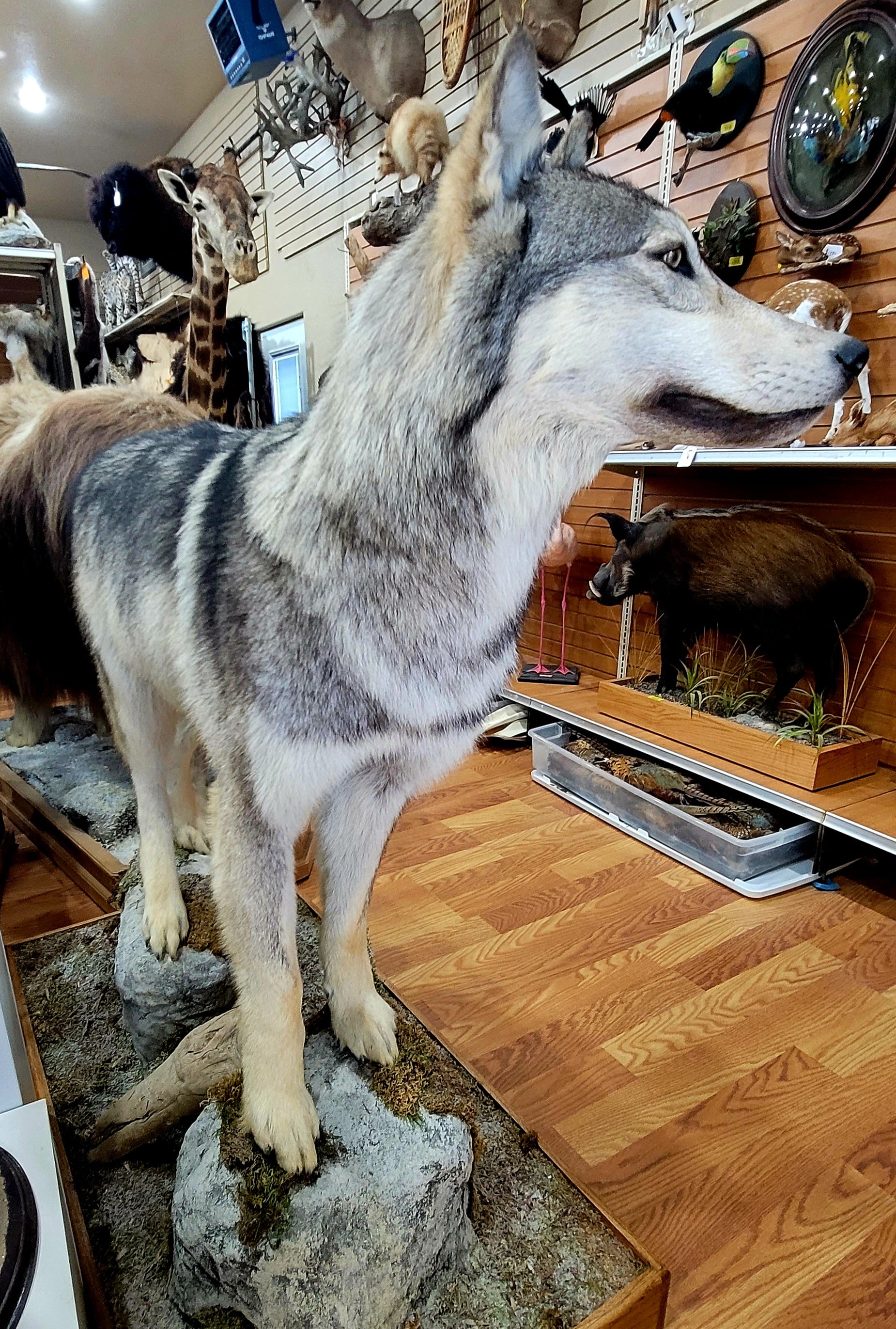 FHWOLF301- Grey Wolf Lifesize Taxidermy Mount