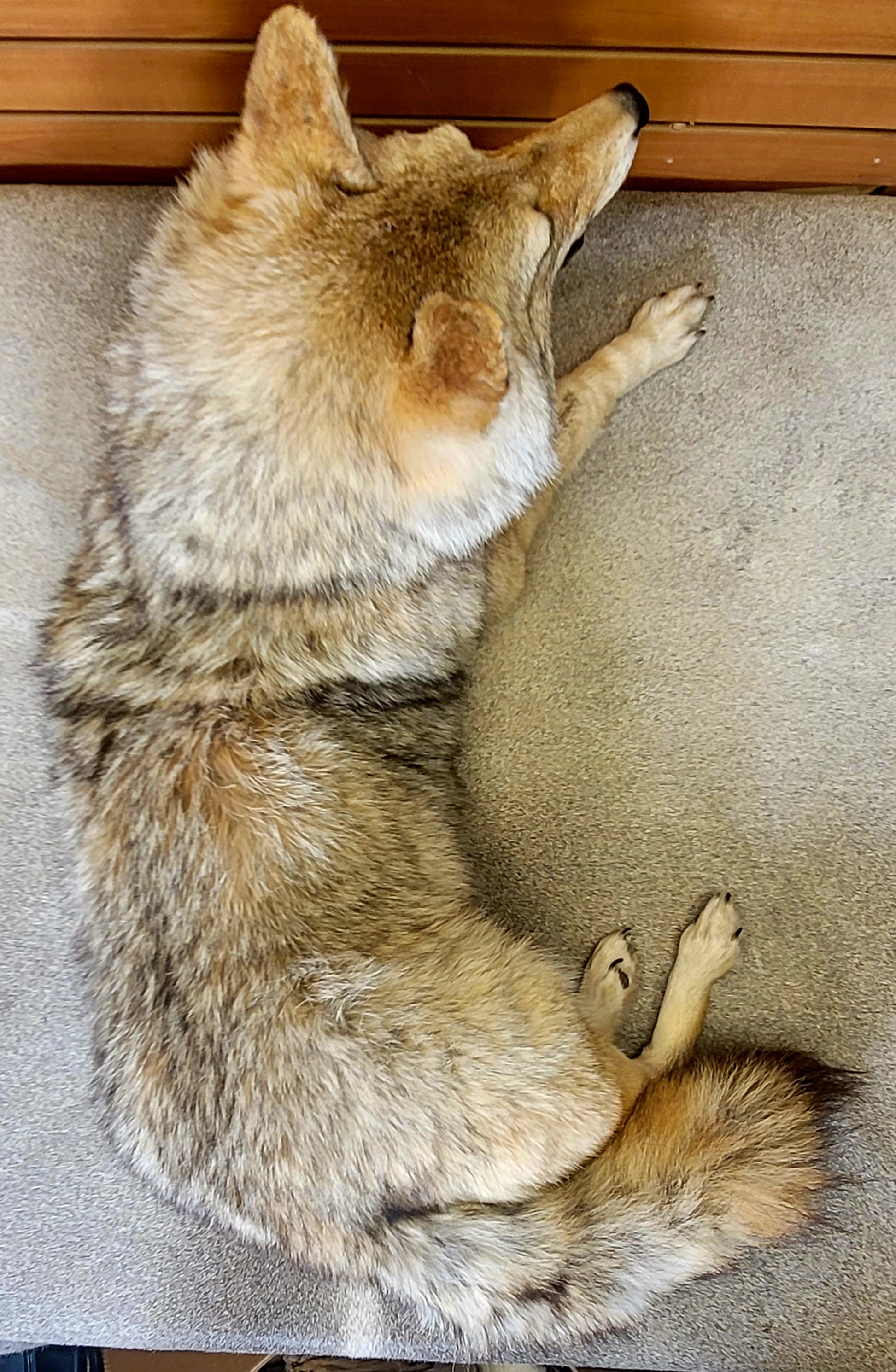 FHCOY306- Semi Posable Coyote Softmount Taxidermy