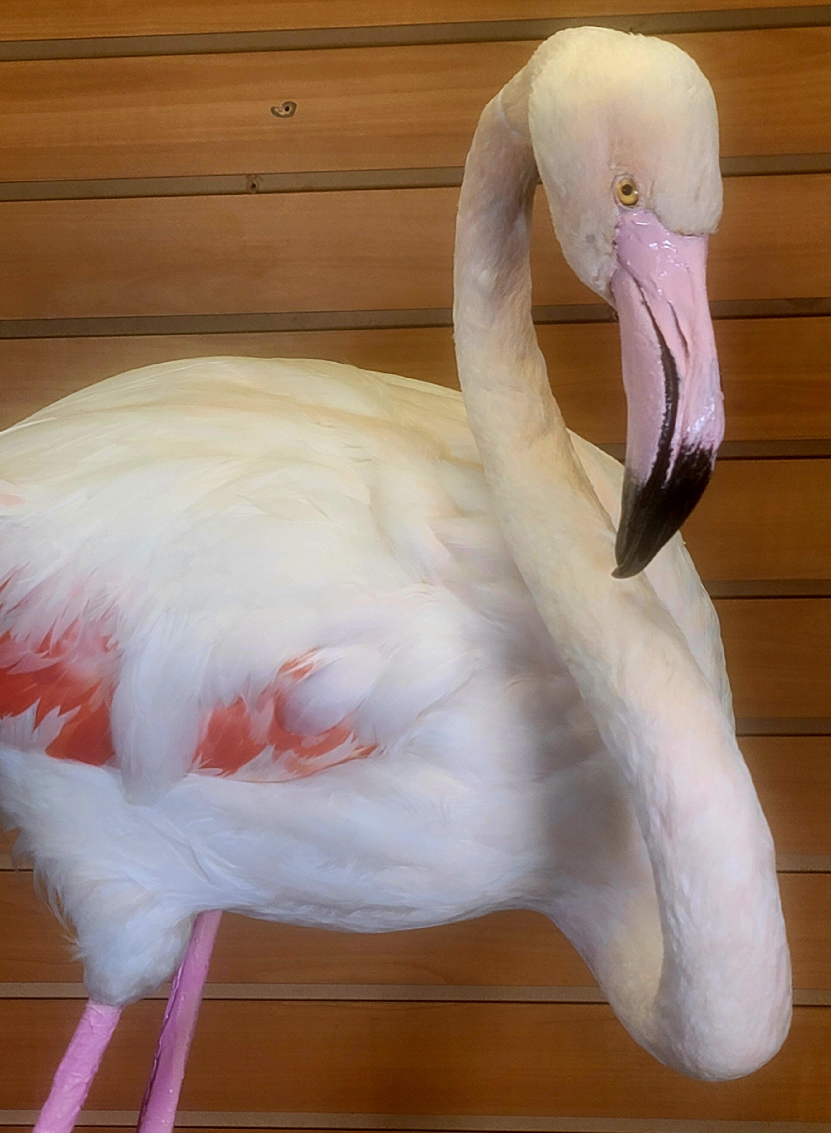 FHFLA301- Chilean Flamingo Lifesize Taxidermy Mount