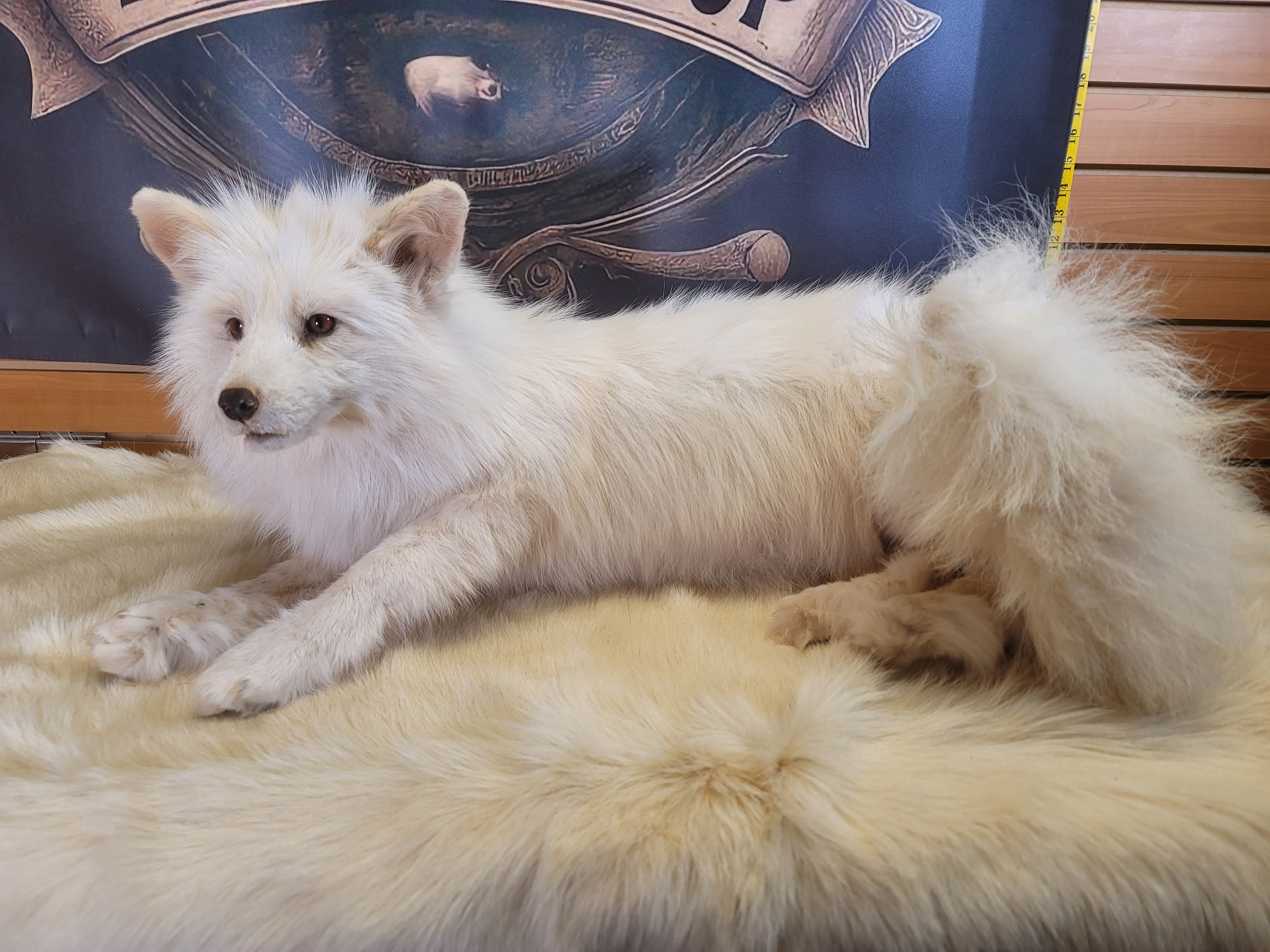 FHFOX300- Fox Softmount Taxidermy