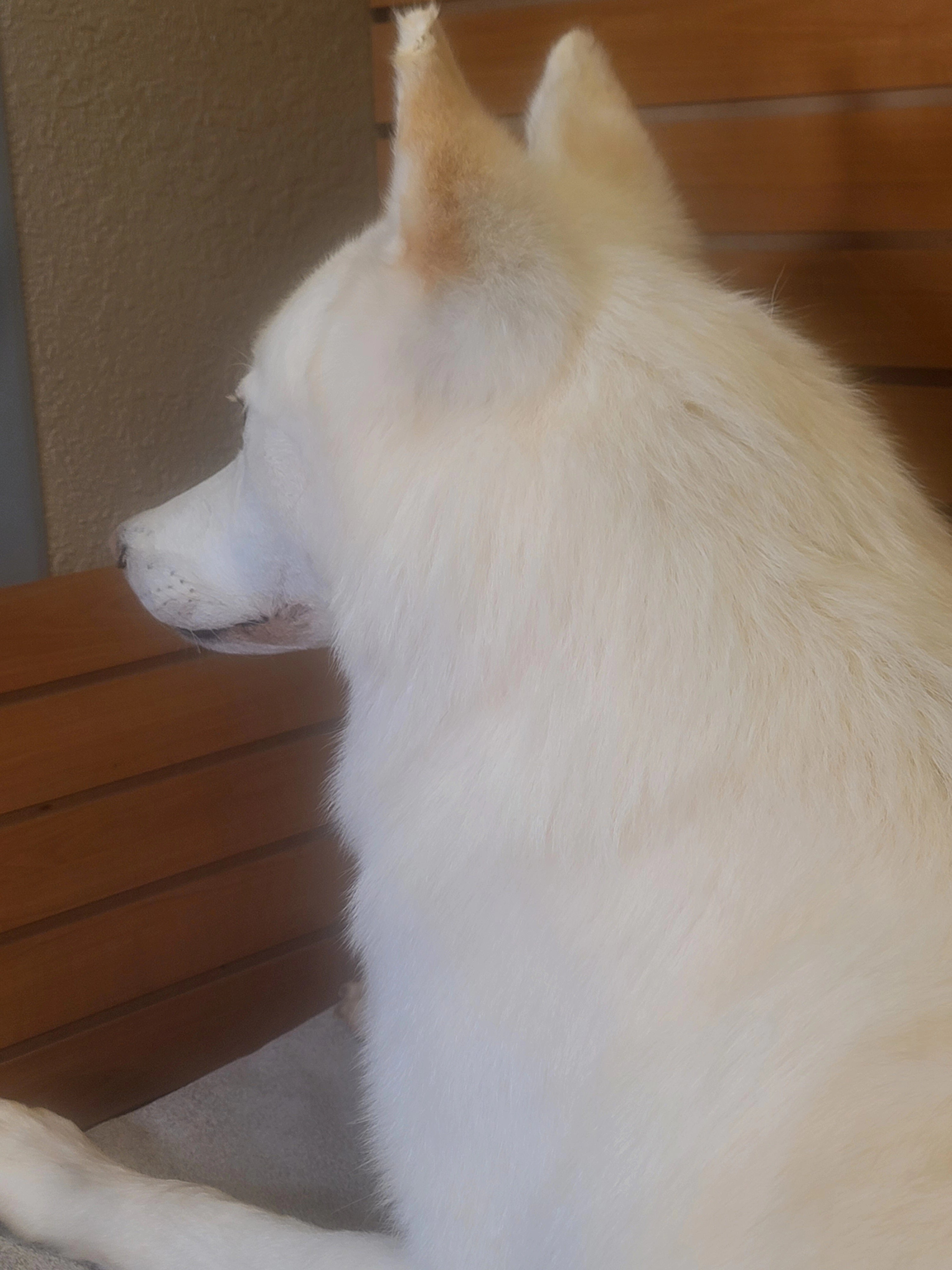 FHWOLF300- Rare White Wolf Lifesize Taxidermy Mount