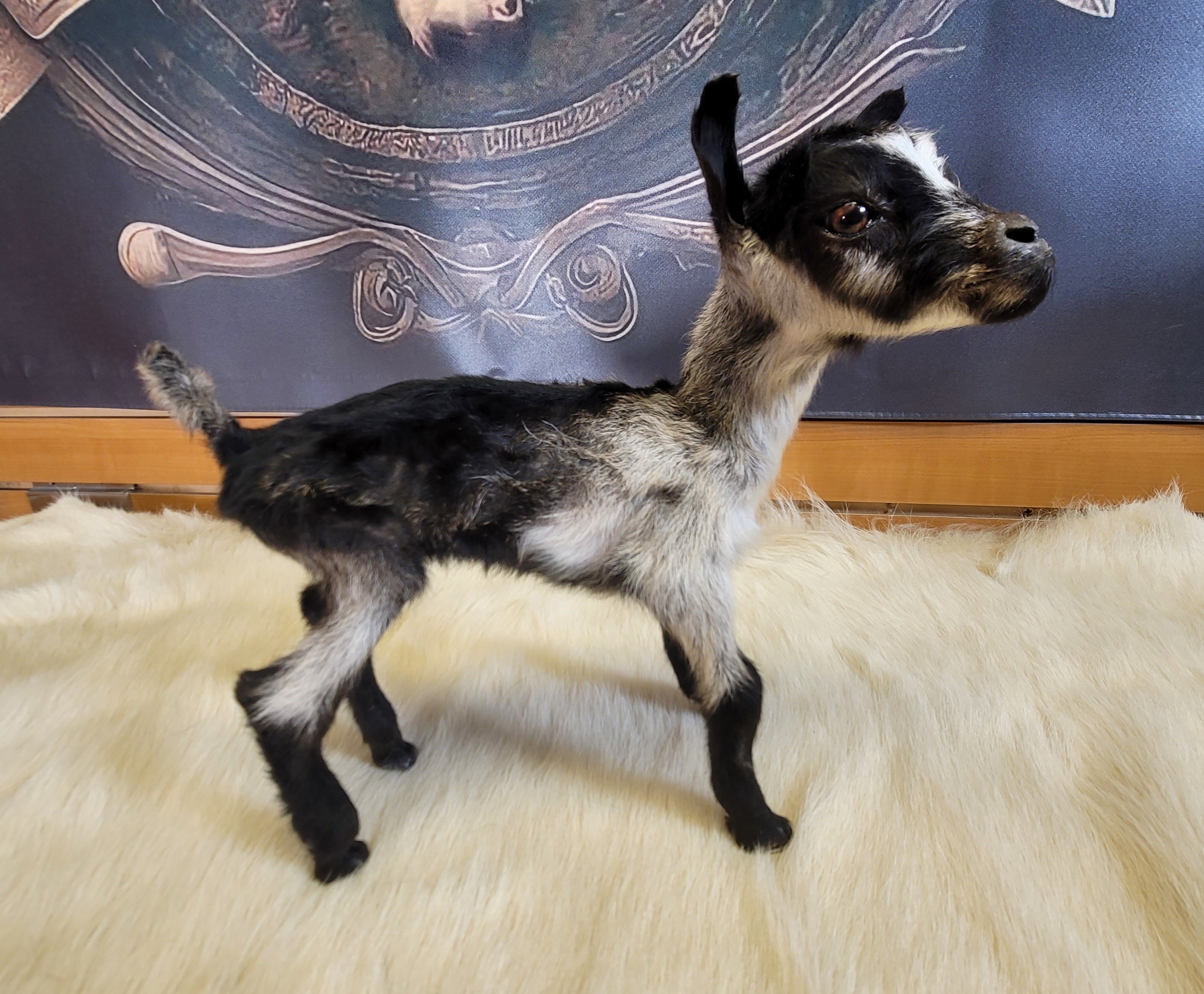 FHGOA303- Baby Goat Taxidermy Mount