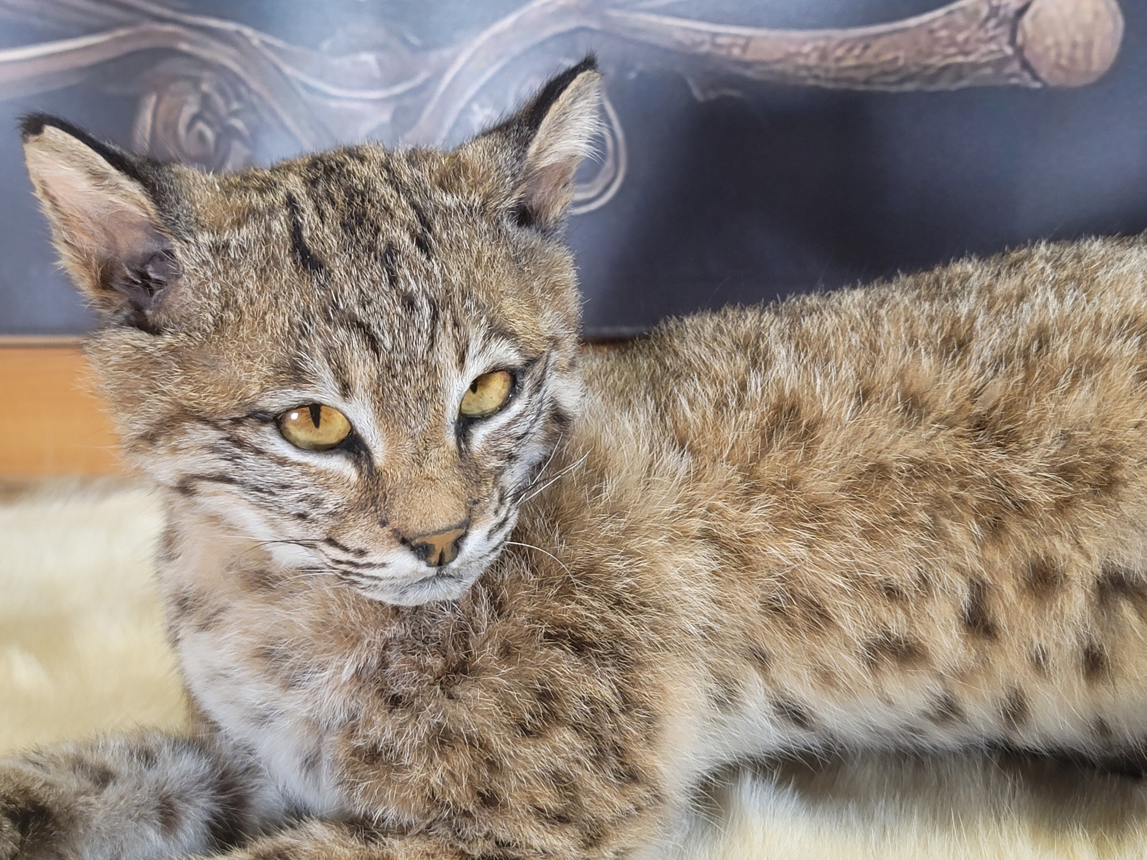 FHBOB300- Young Bobcat Taxidermy Mount