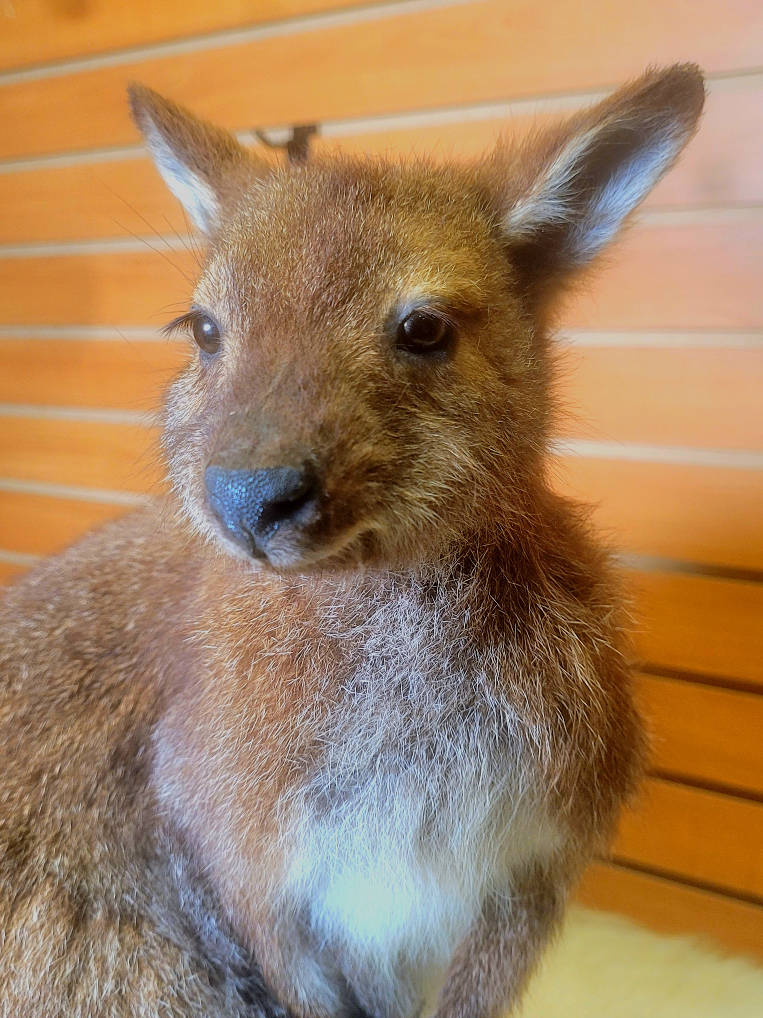 FHWAL300- Wallaby Lifesize Taxidermy Mount