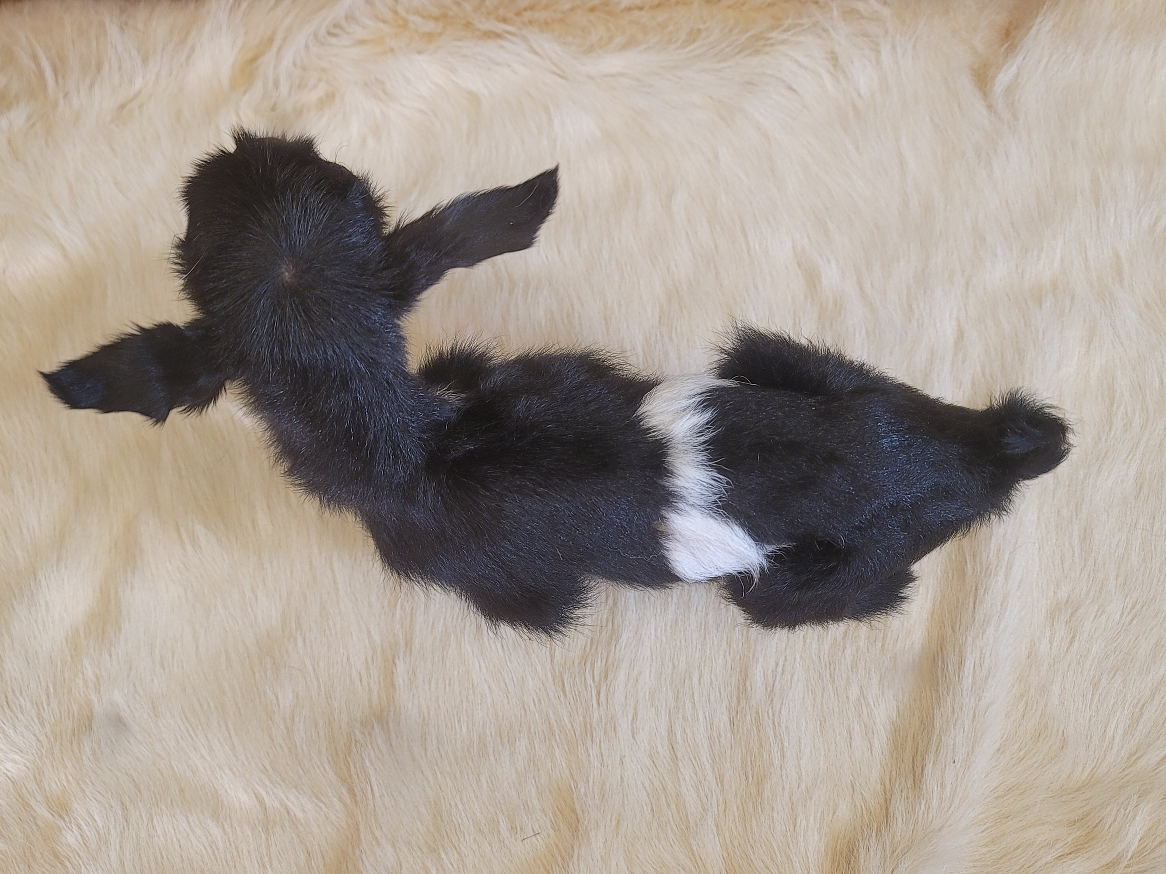 FHGOA302- Baby Goat Taxidermy Mount
