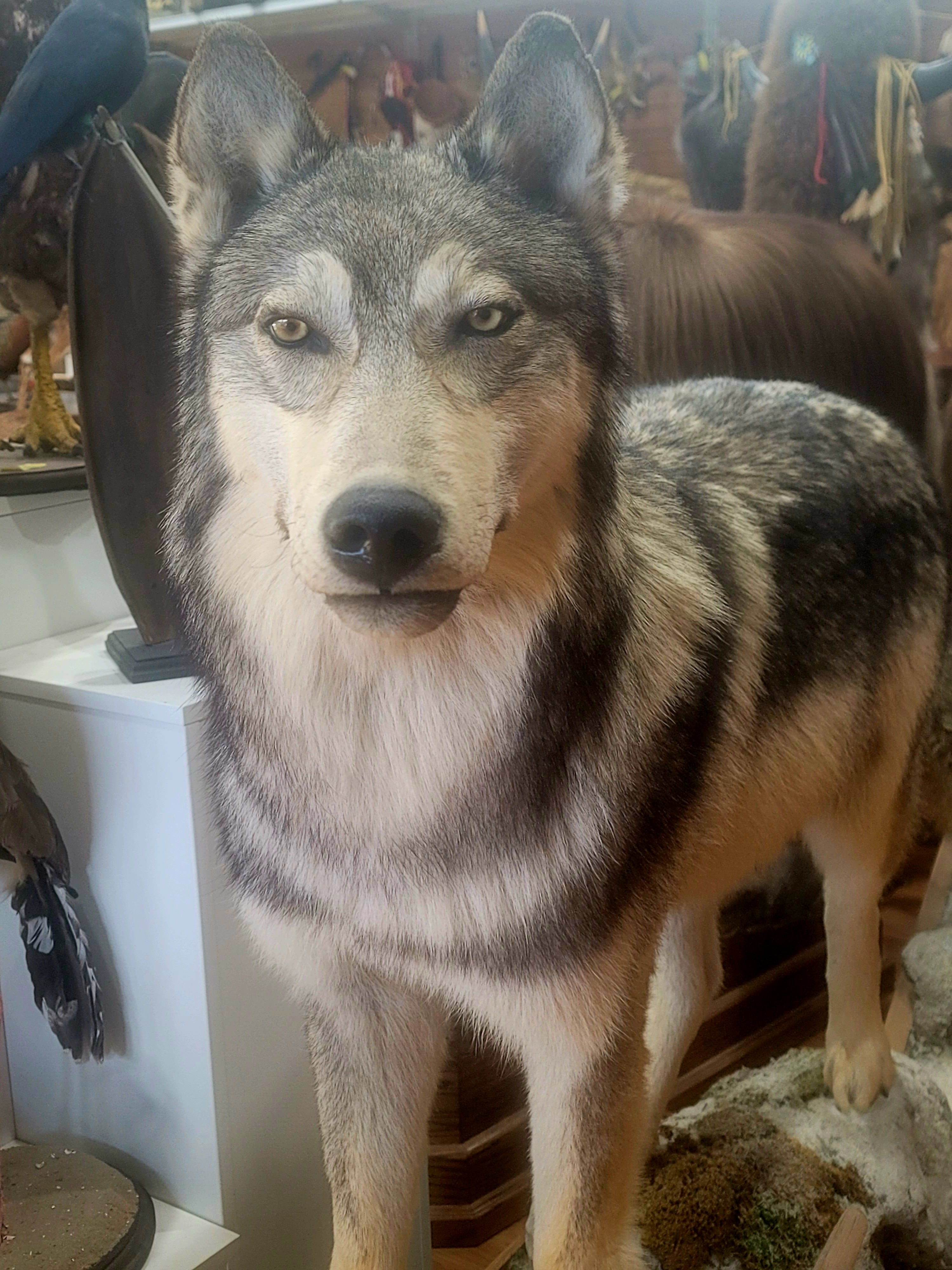 FHWOLF301- Grey Wolf Lifesize Taxidermy Mount