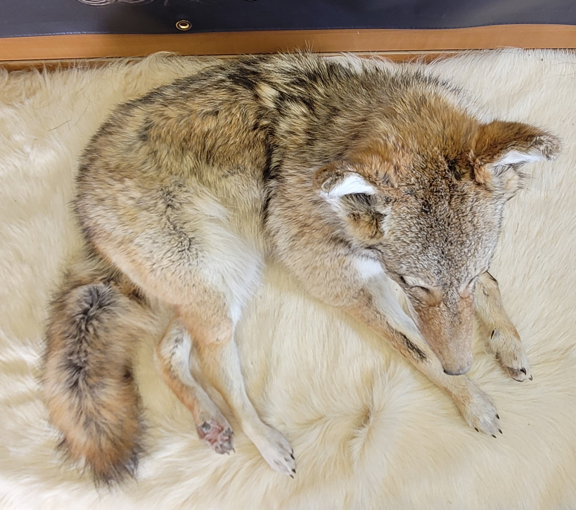 FHCOY304- Coyote Taxidermy Mount