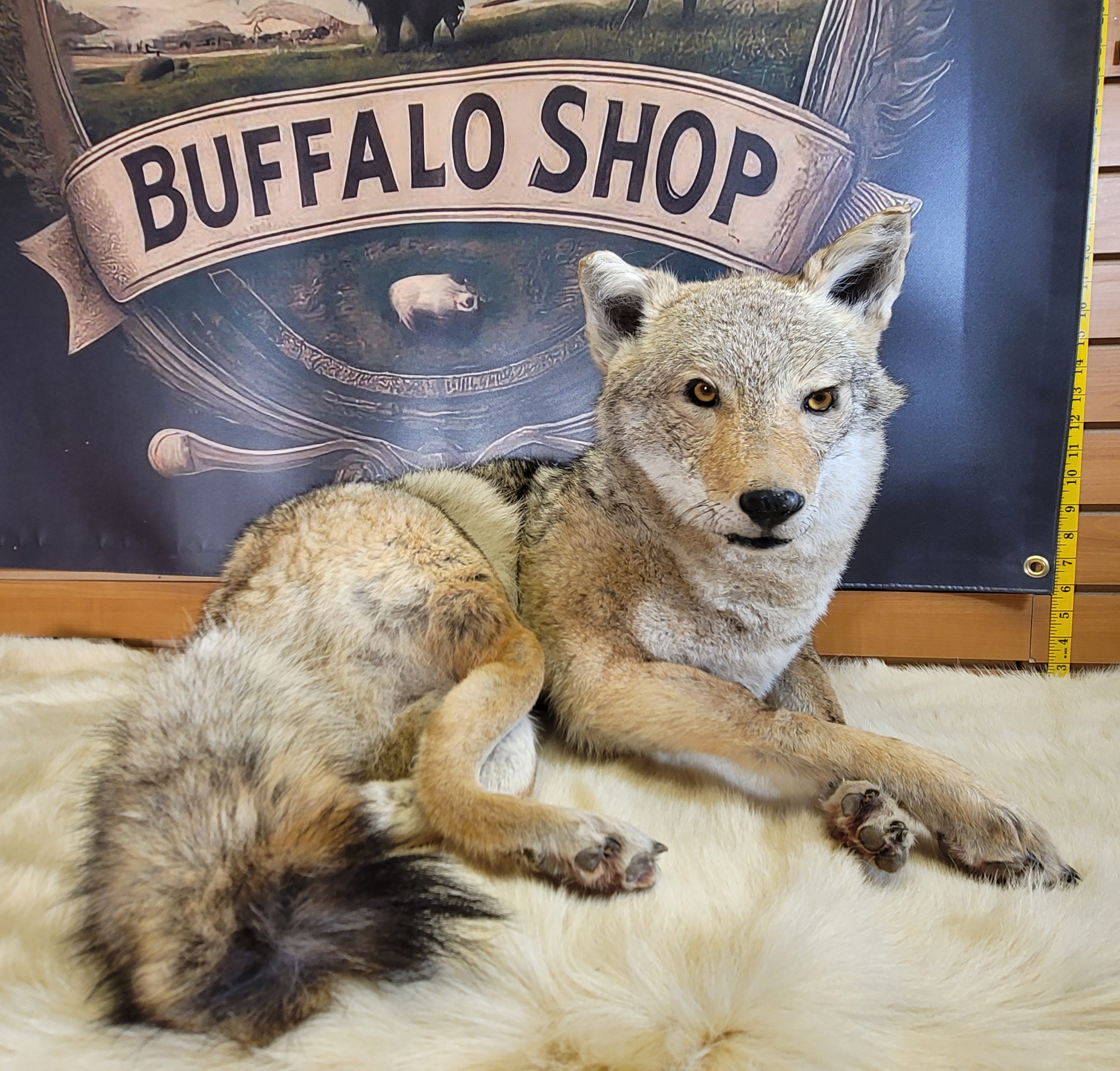 FHCOY300- Coyote Full Body Taxidermy Mount