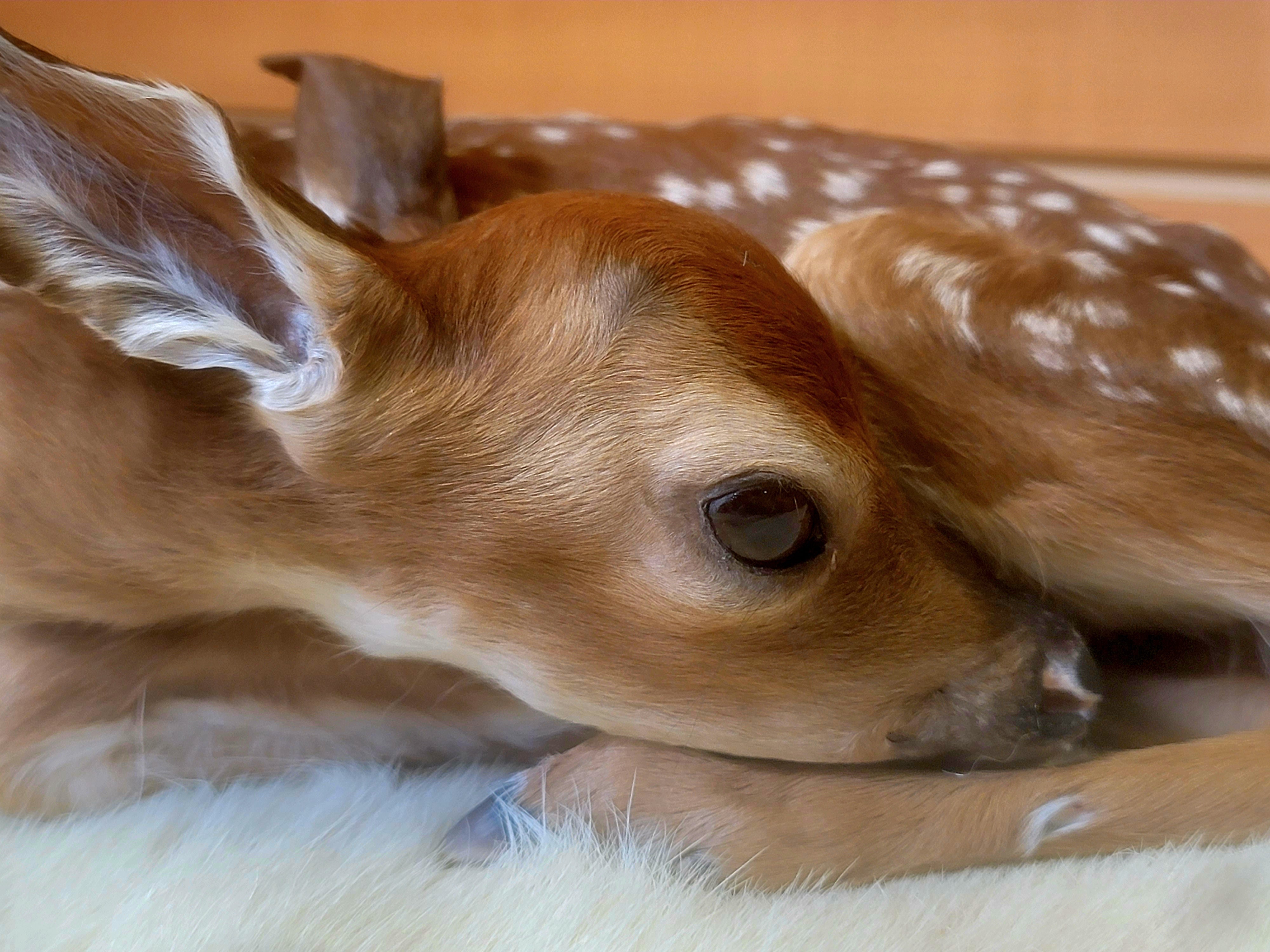 FHFAWN301- Fawn Lifesize Taxidermy Mount