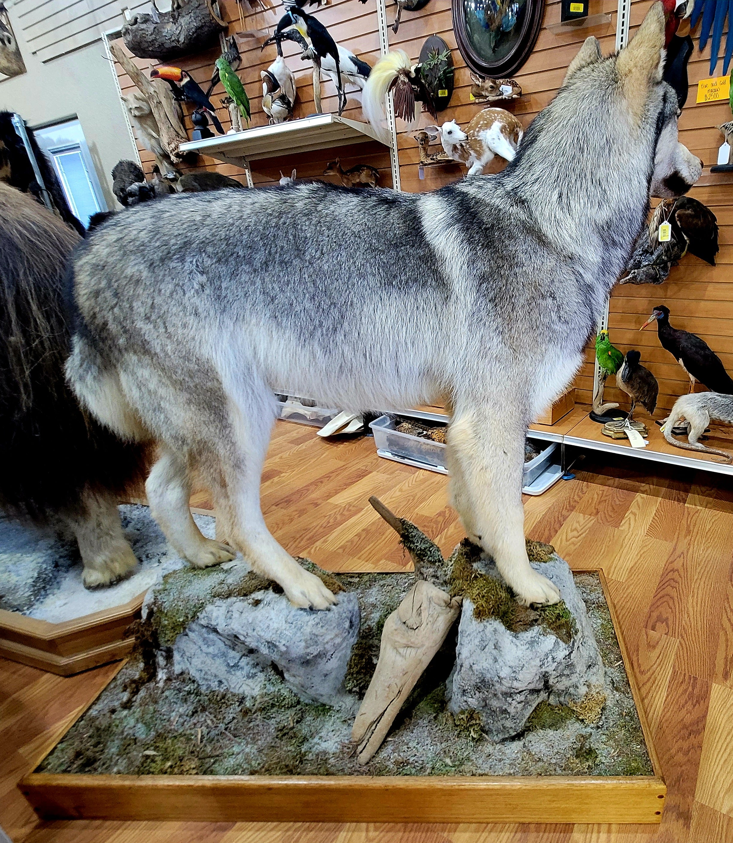 FHWOLF301- Grey Wolf Lifesize Taxidermy Mount
