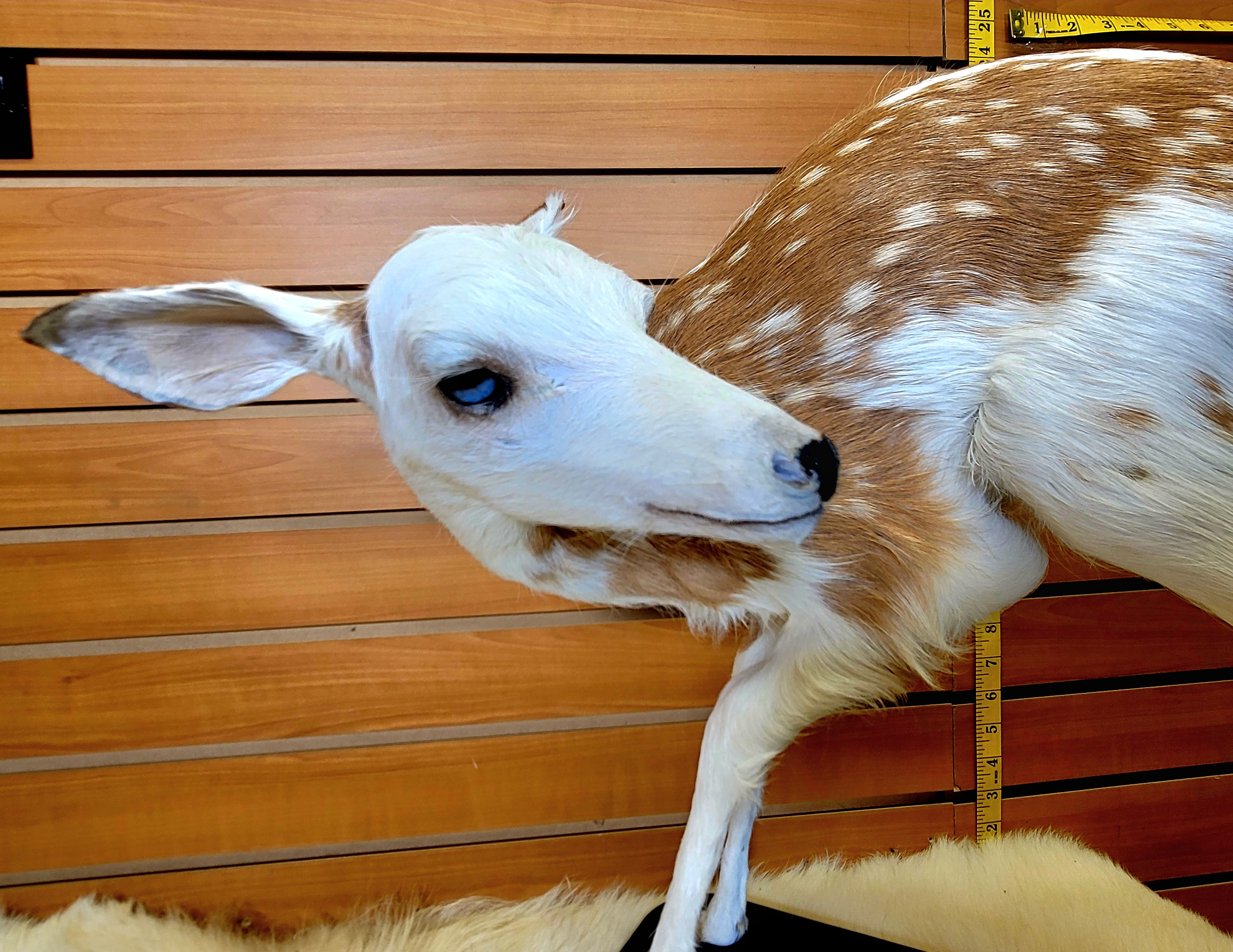 FHPBF300- Piebald Fawn Lifesize Taxidermy Mount