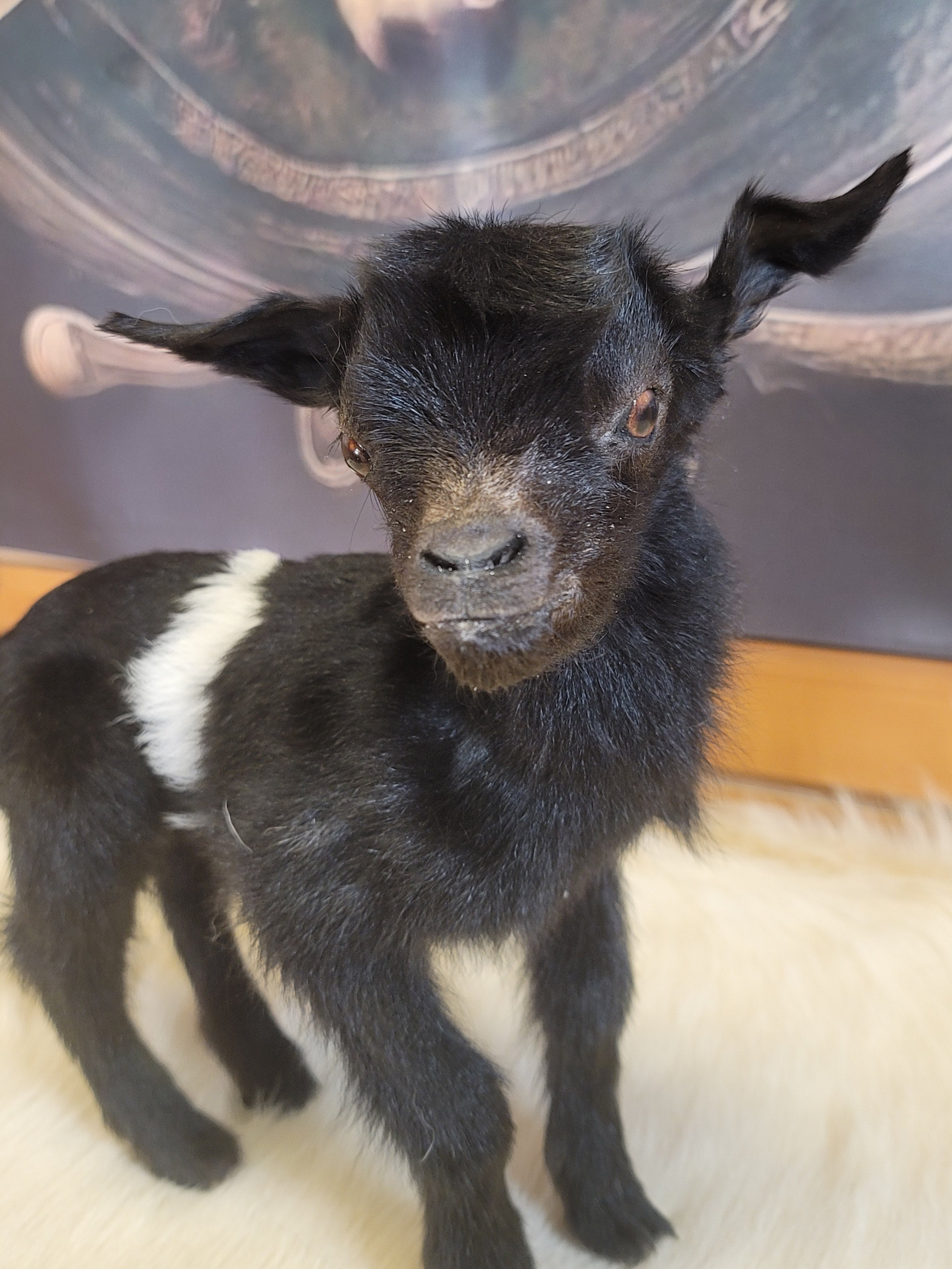 FHGOA302- Baby Goat Taxidermy Mount