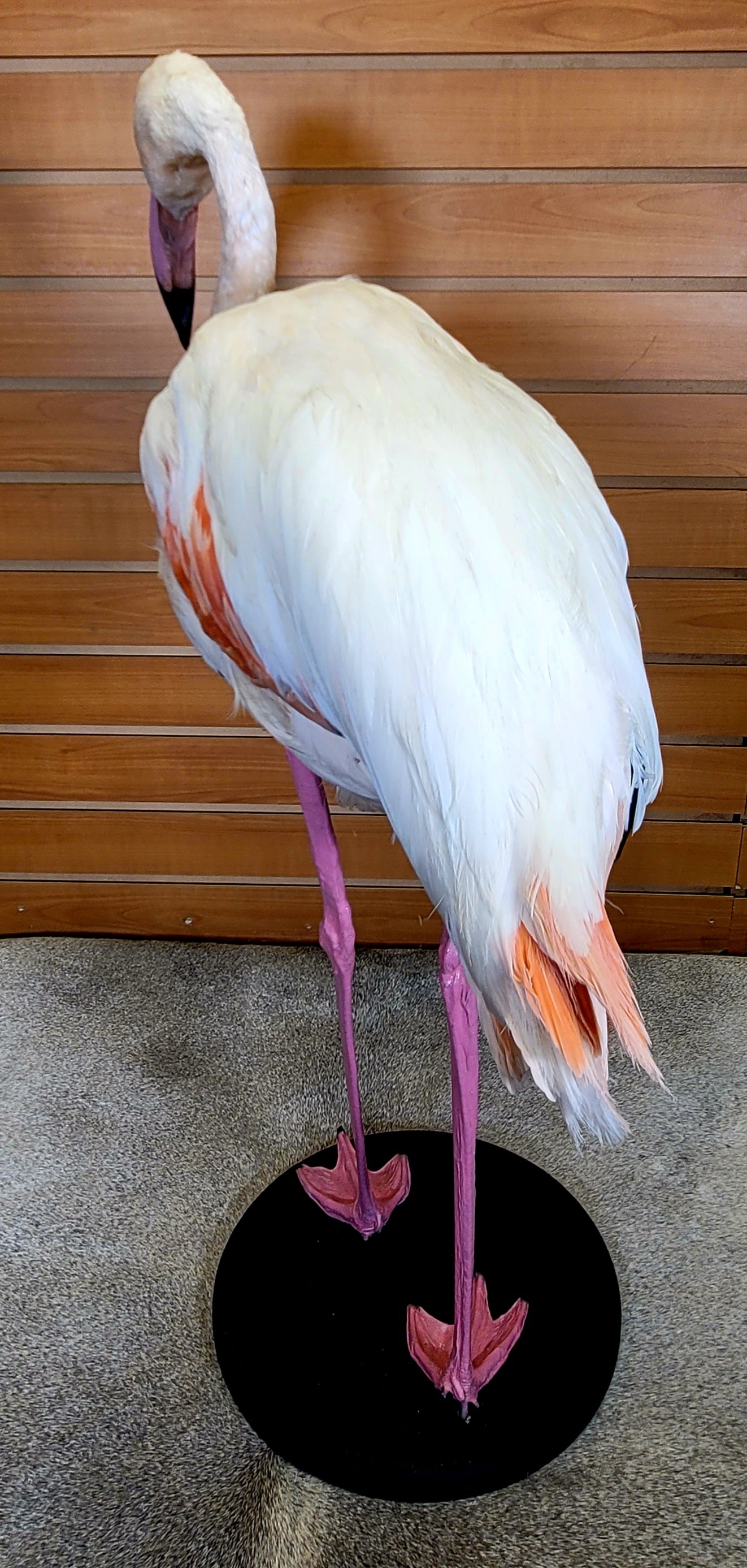 FHFLA302- Chilean Flamingo Lifesize Taxidermy Mount
