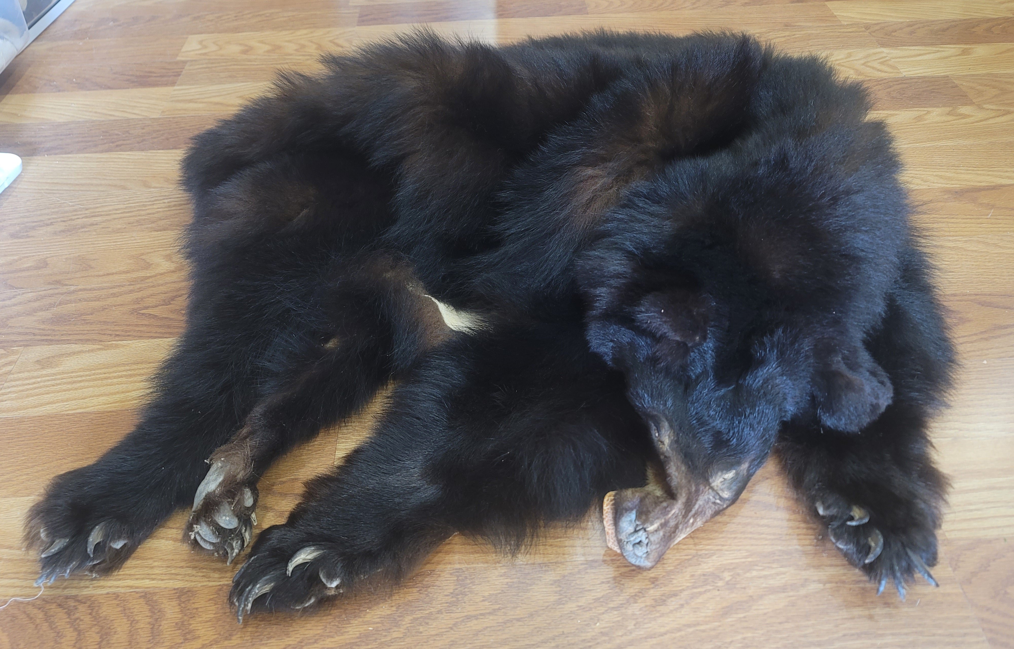 FHBEAR301 - Black Bear Pelt Taxidermy