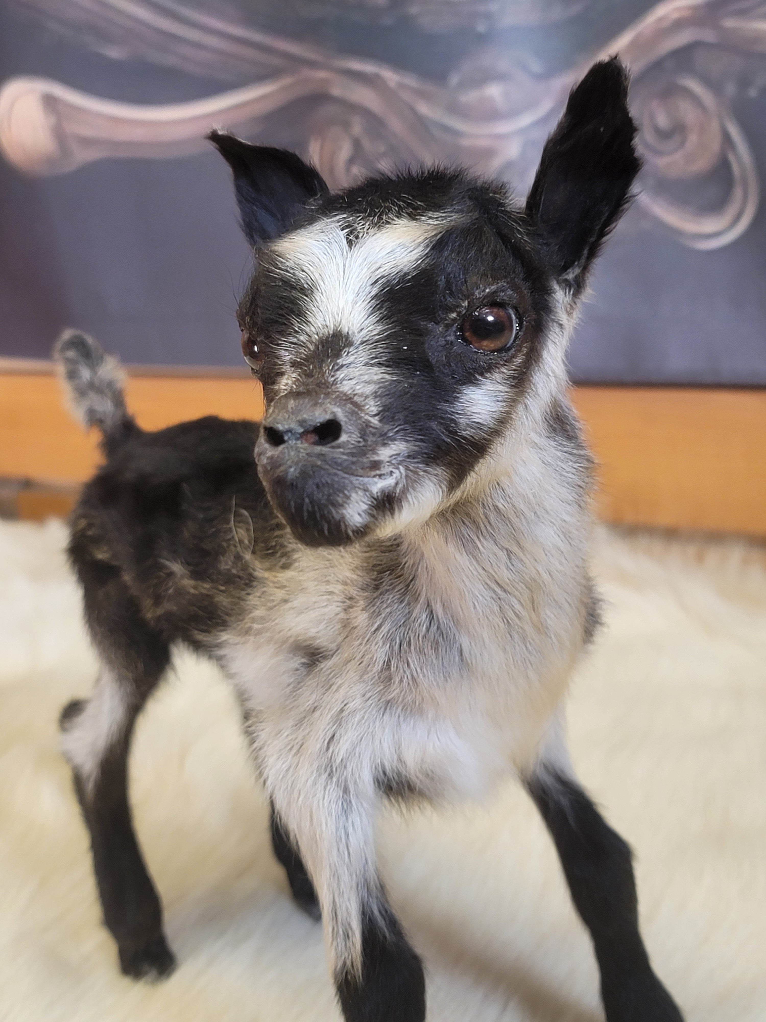 FHGOA303- Baby Goat Taxidermy Mount