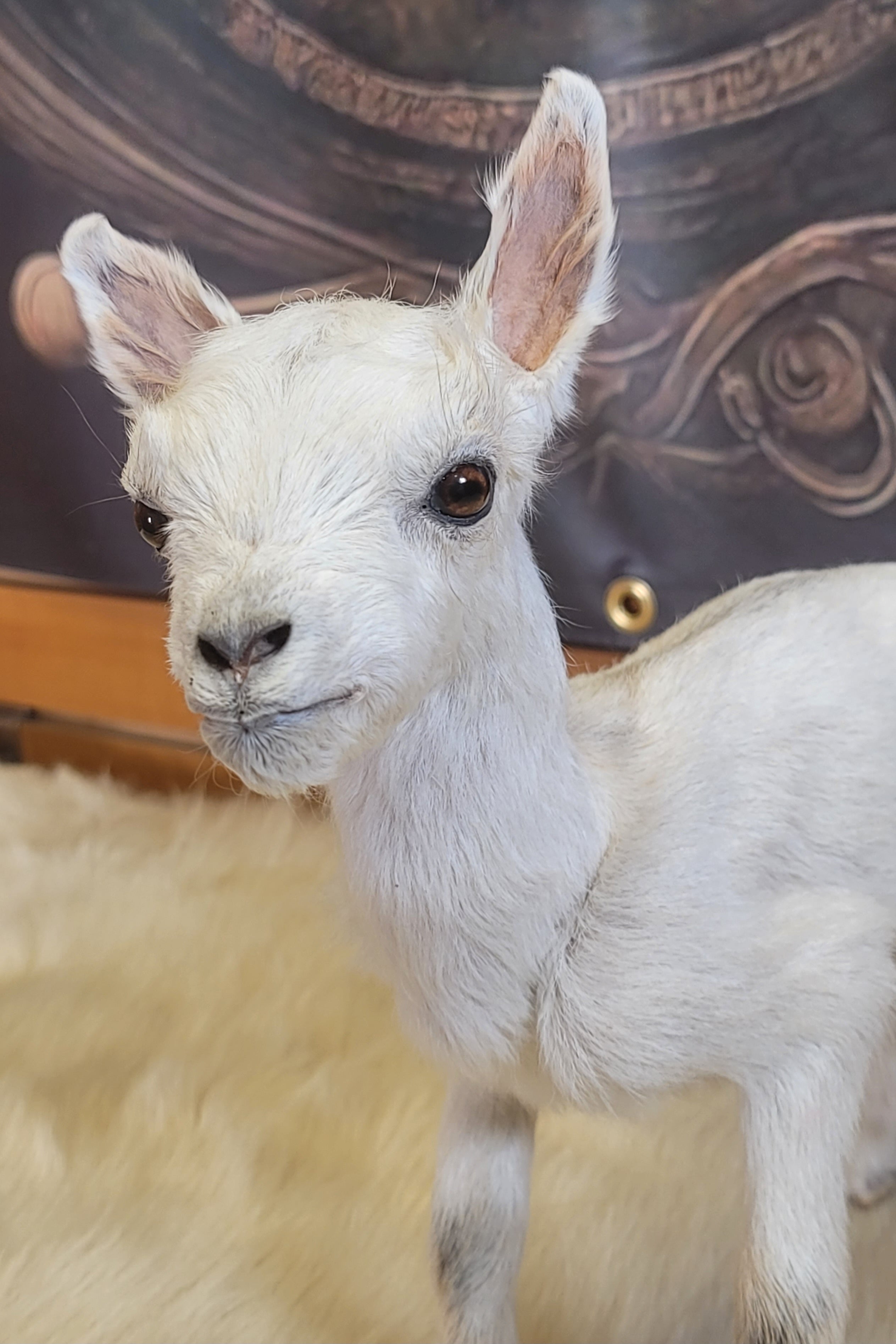 FHGOA305 - Baby Goat Taxidermy Mount