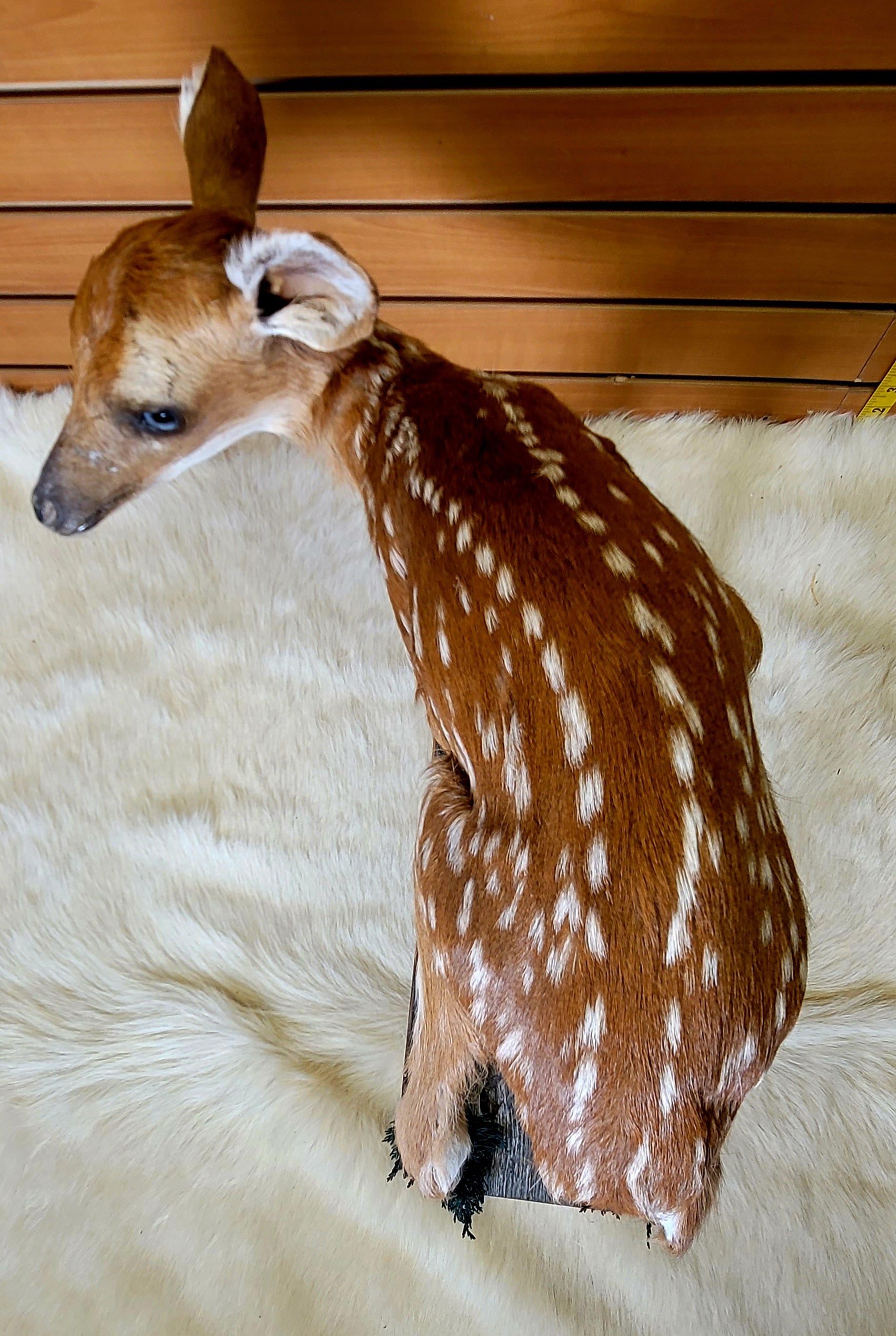 FHFAWN300- Fawn Lifesize Taxidermy Mount