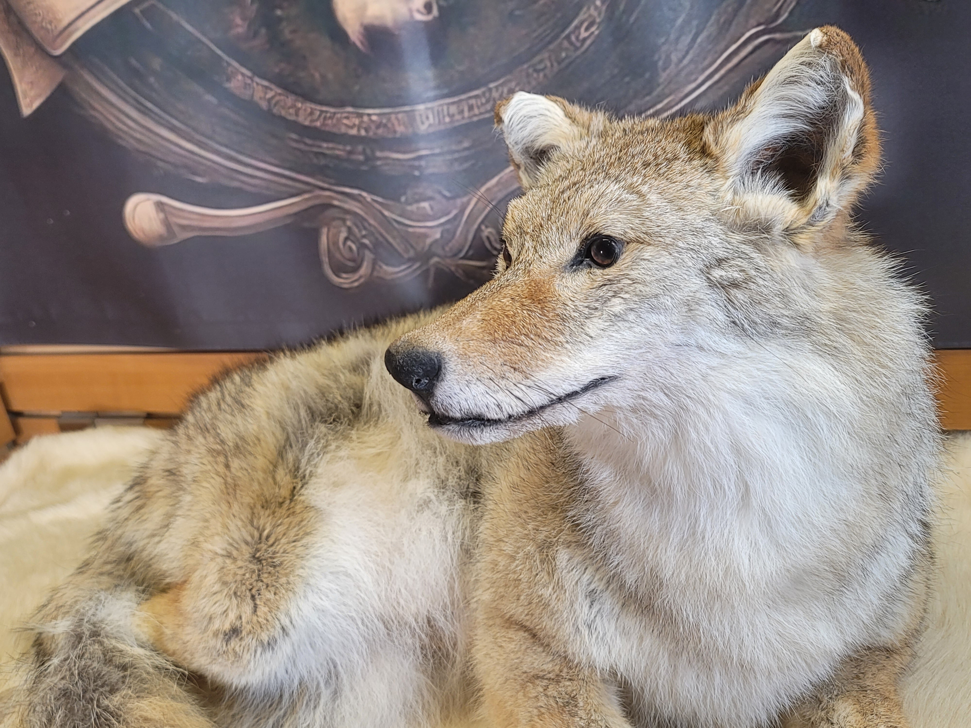 FHCOY301- Coyote Taxidermy Mount