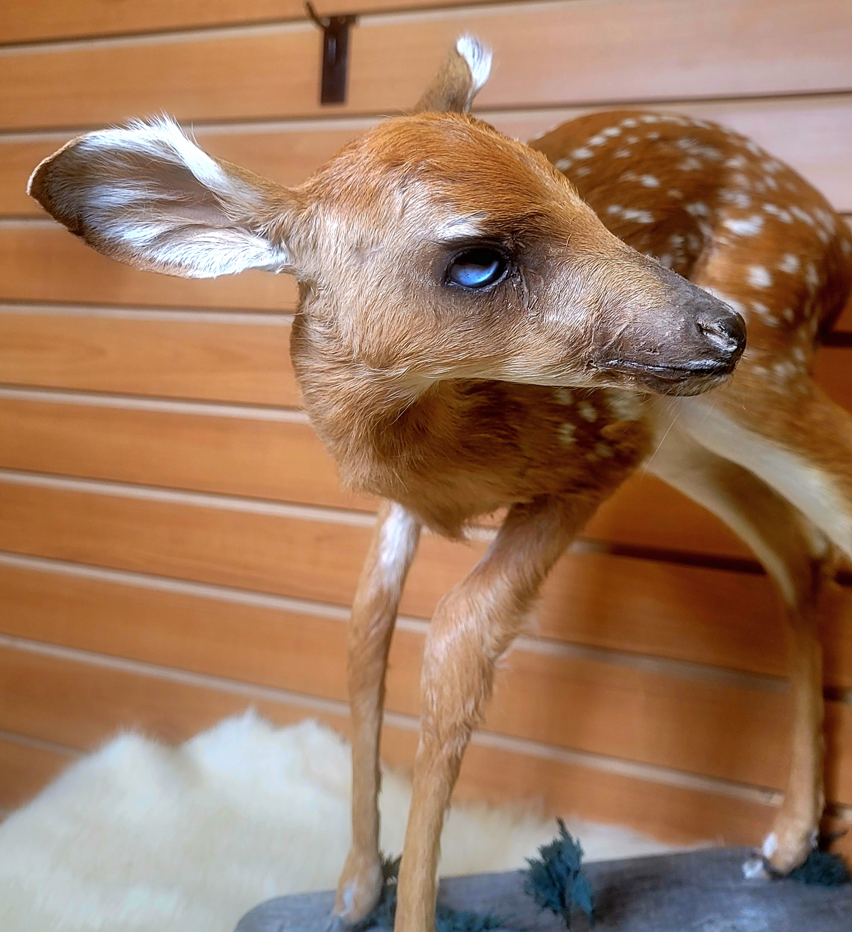 FHFAWN300- Fawn Lifesize Taxidermy Mount