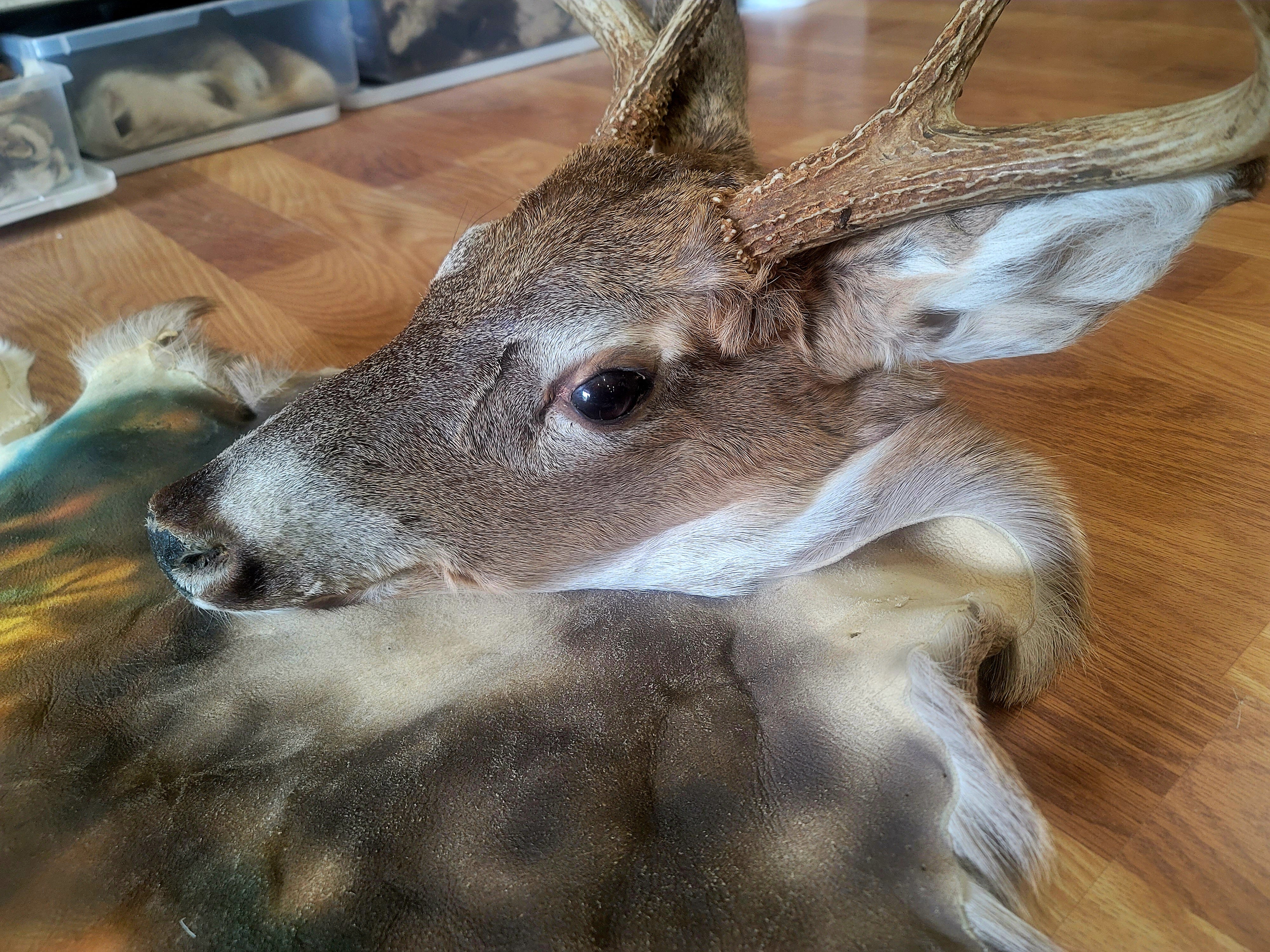 FHDEER300- Handpainted Deer Pelt Taxidermy