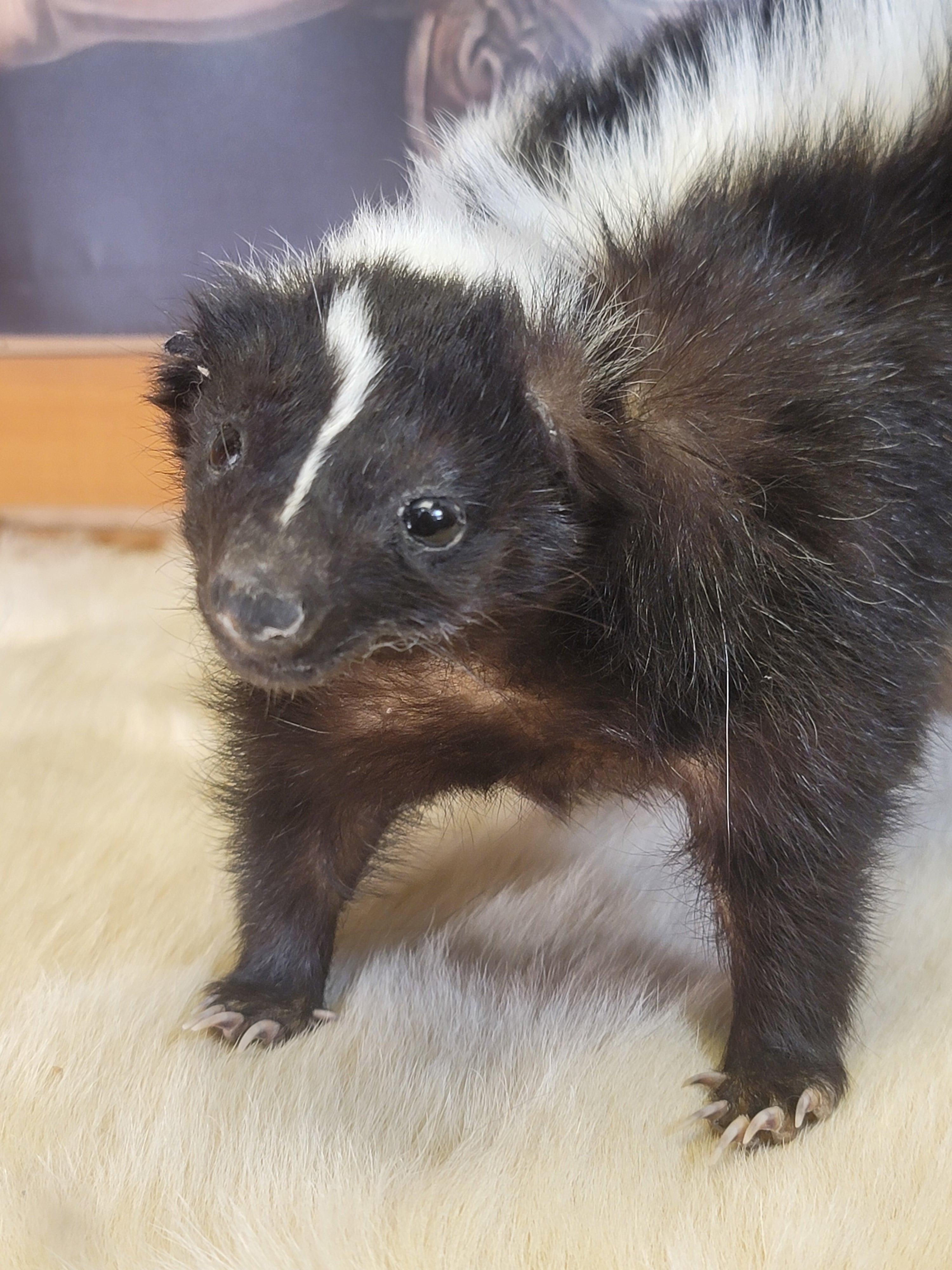 FHSKU305- Skunk Taxidermy Mount