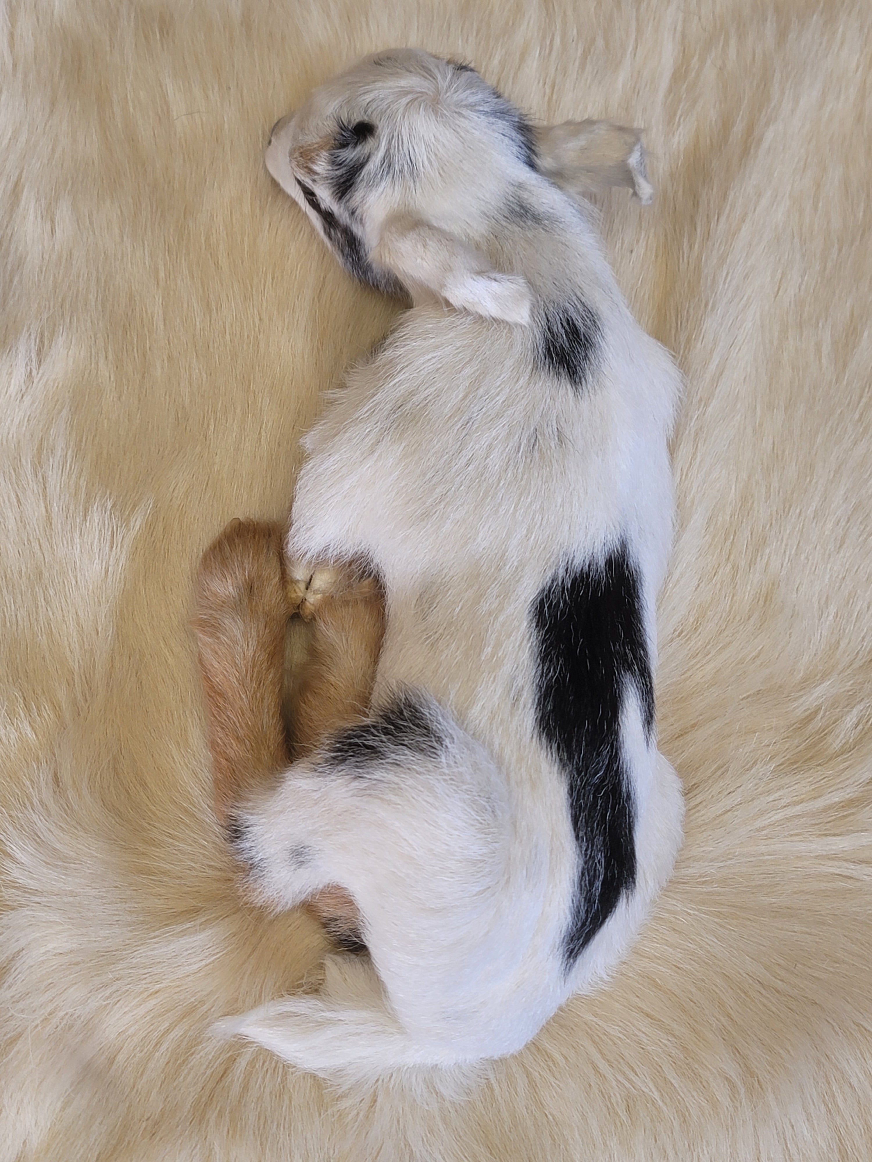 FHGOA300- Baby Goat taxidermy mount