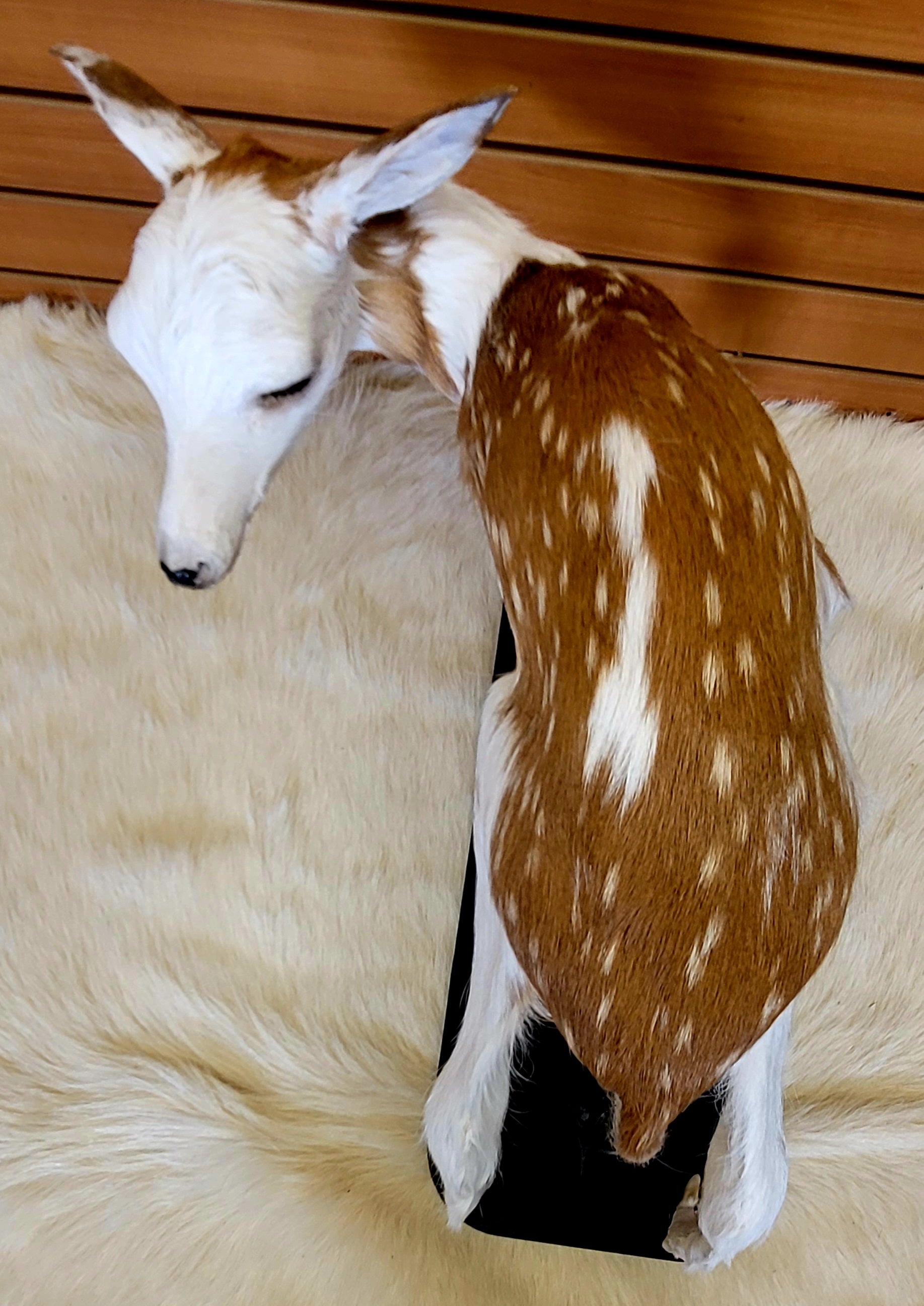 FHPBF300- Piebald Fawn Lifesize Taxidermy Mount