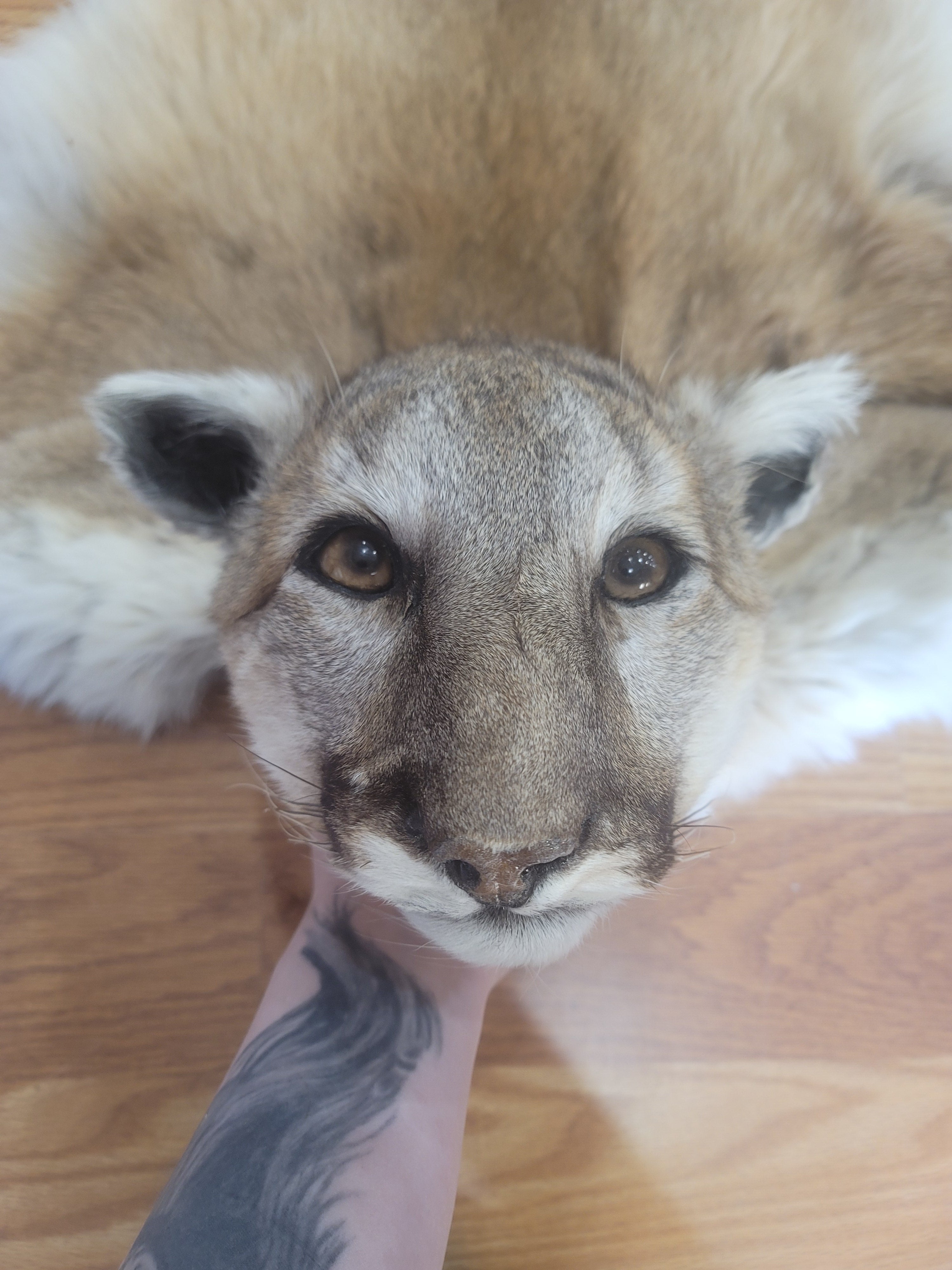 FHMLI300- Mountain Lion Taxidermy Mount Rug