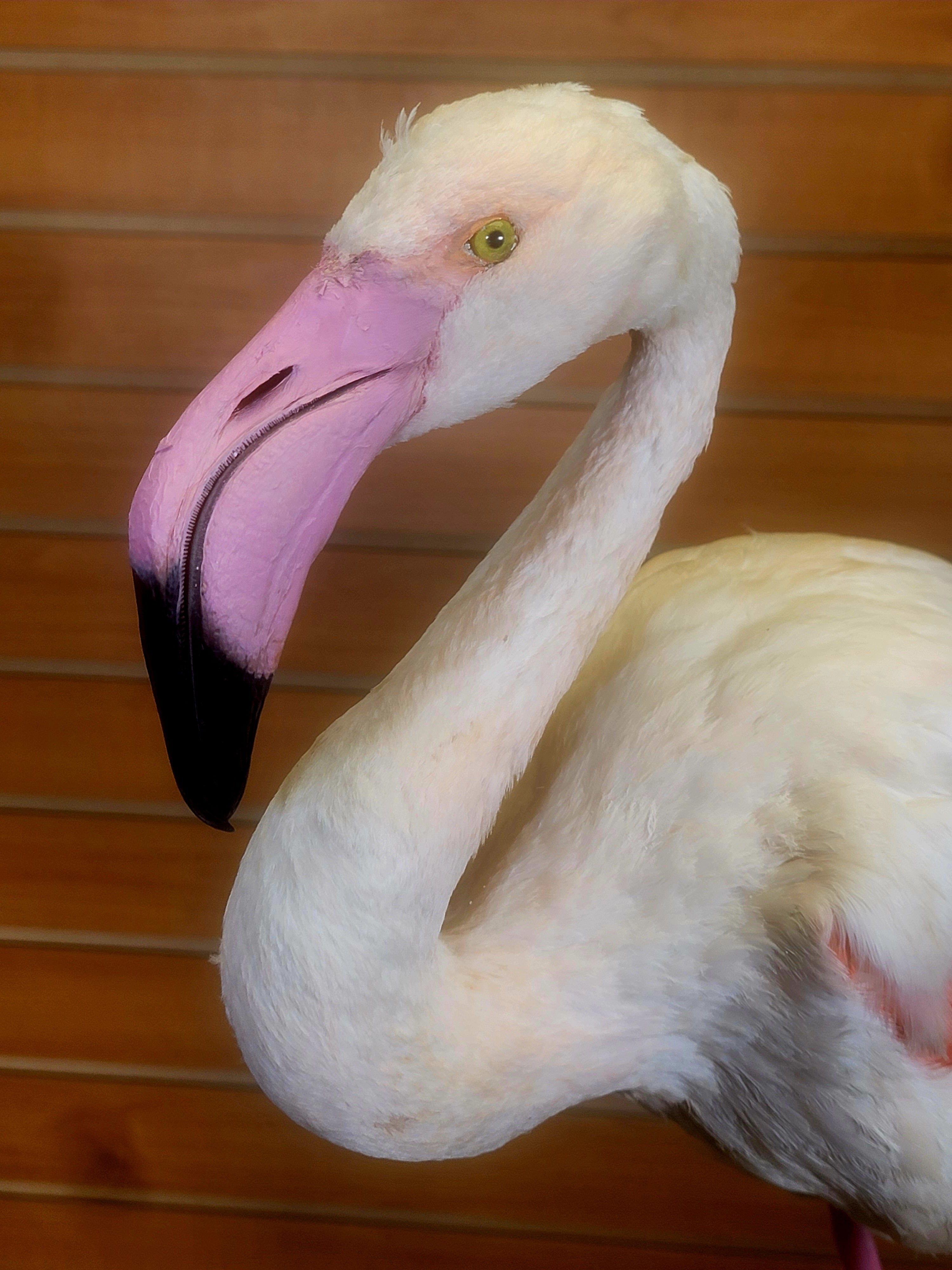 FHFLA302- Chilean Flamingo Lifesize Taxidermy Mount