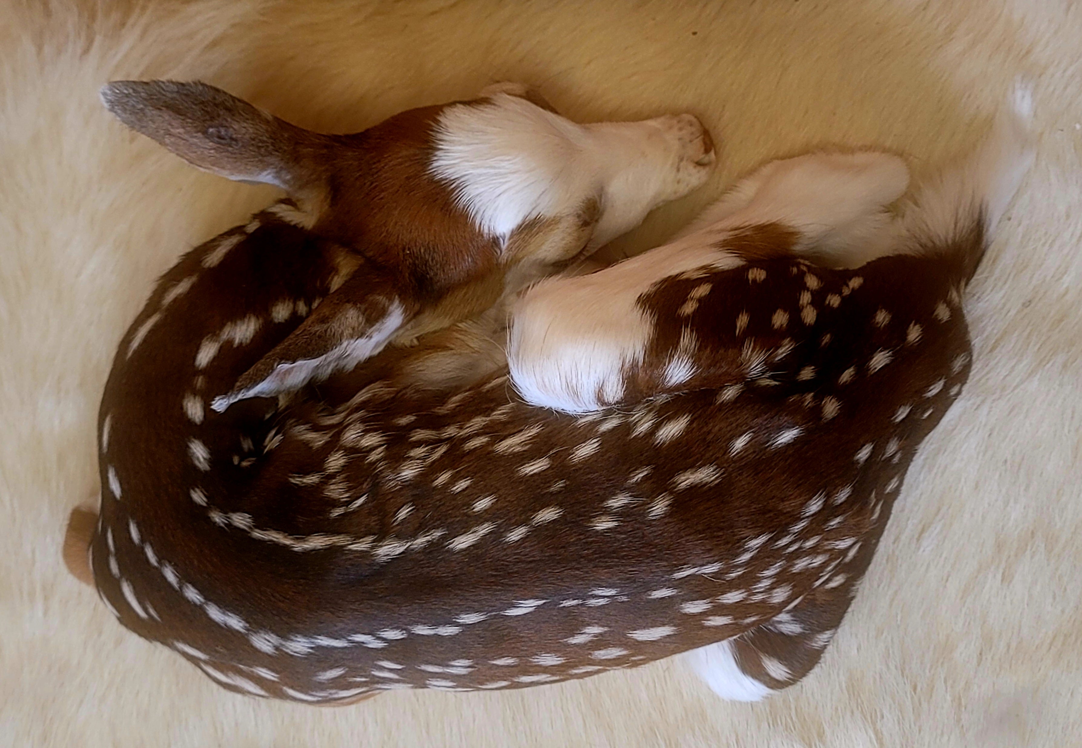 FHPBF301- Piebald Fawn Lifesize Taxidermy Mount