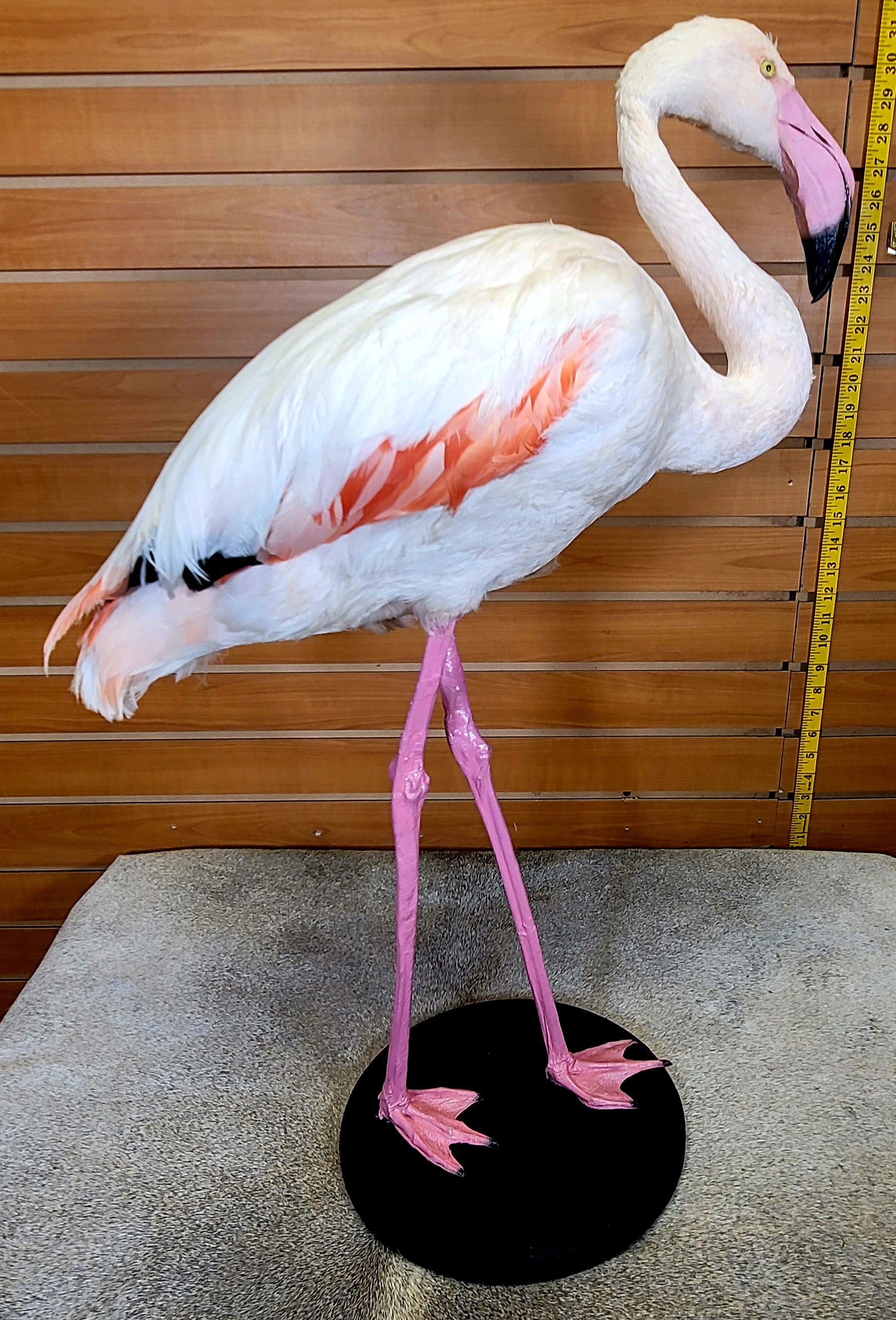FHFLA302- Chilean Flamingo Lifesize Taxidermy Mount