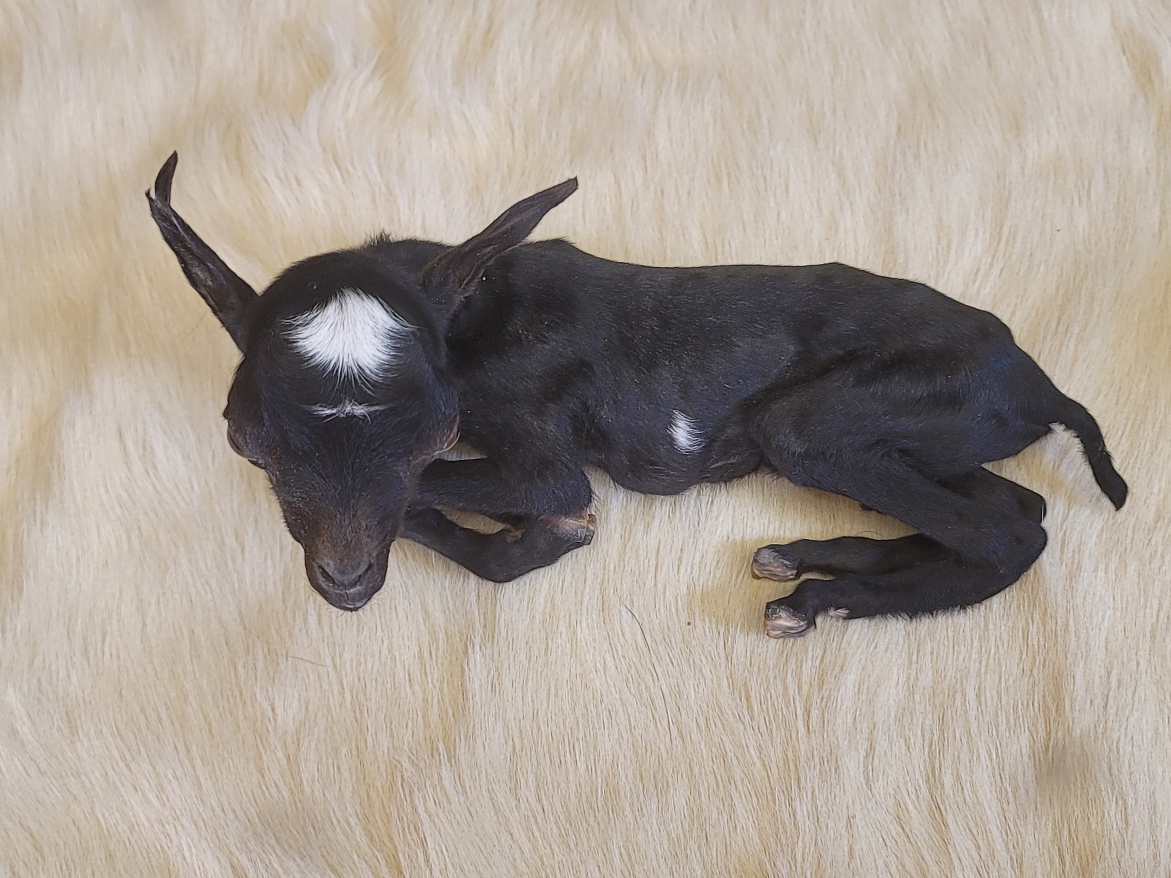 FHGOA301- Baby Goat Taxidermy Mount