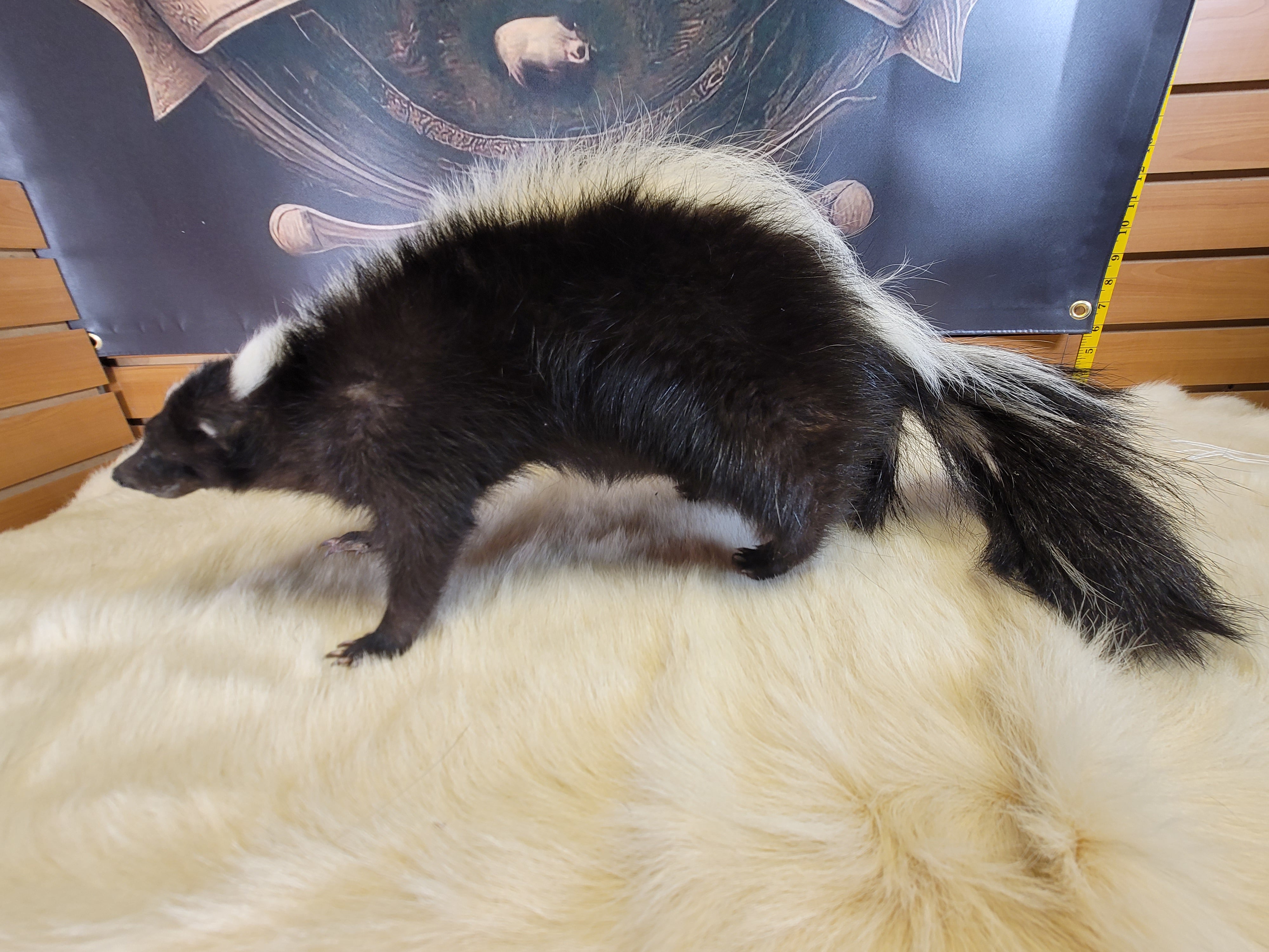 FHSKU306- Skunk Taxidermy Mount